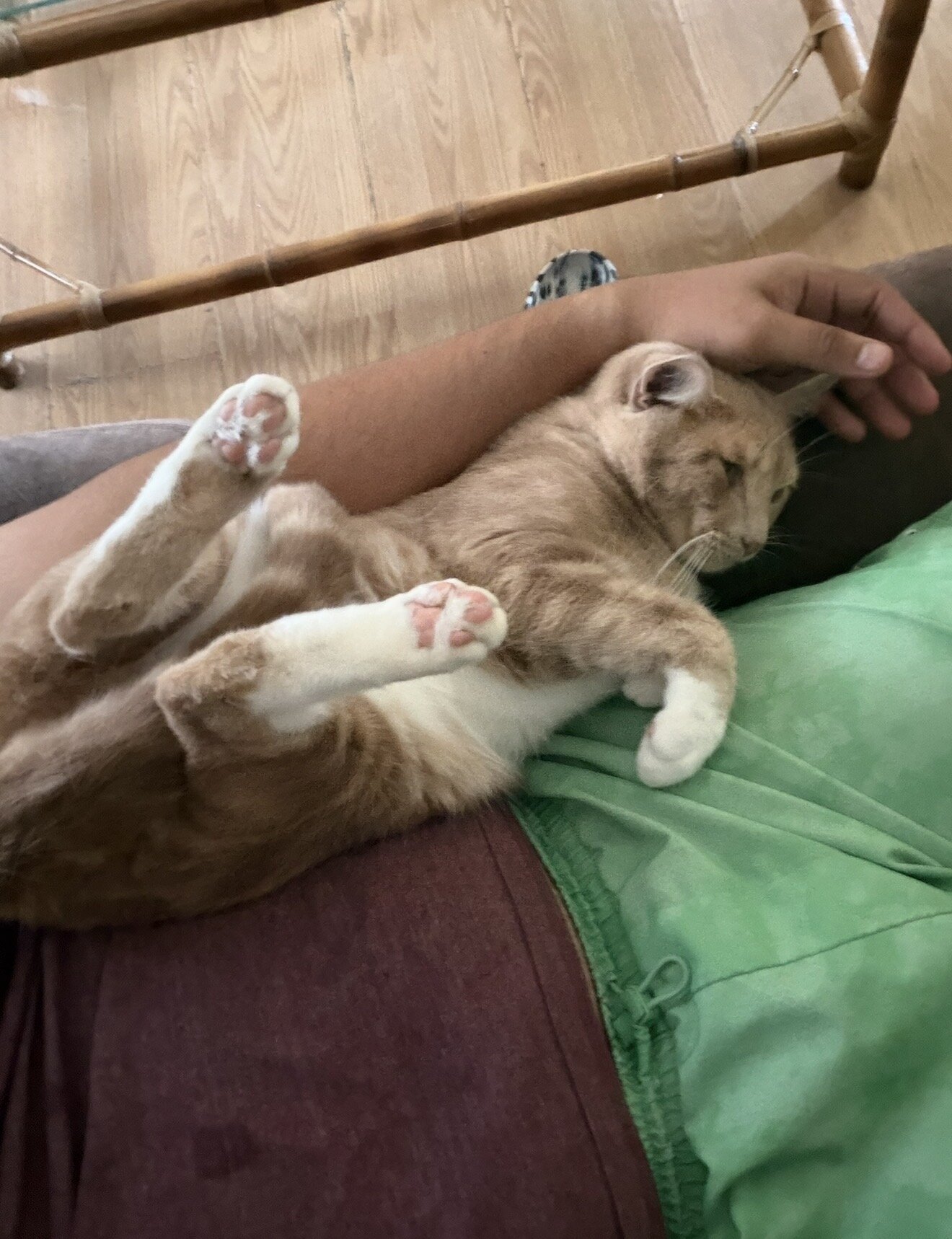 One and a half year old Boy Cat image 2