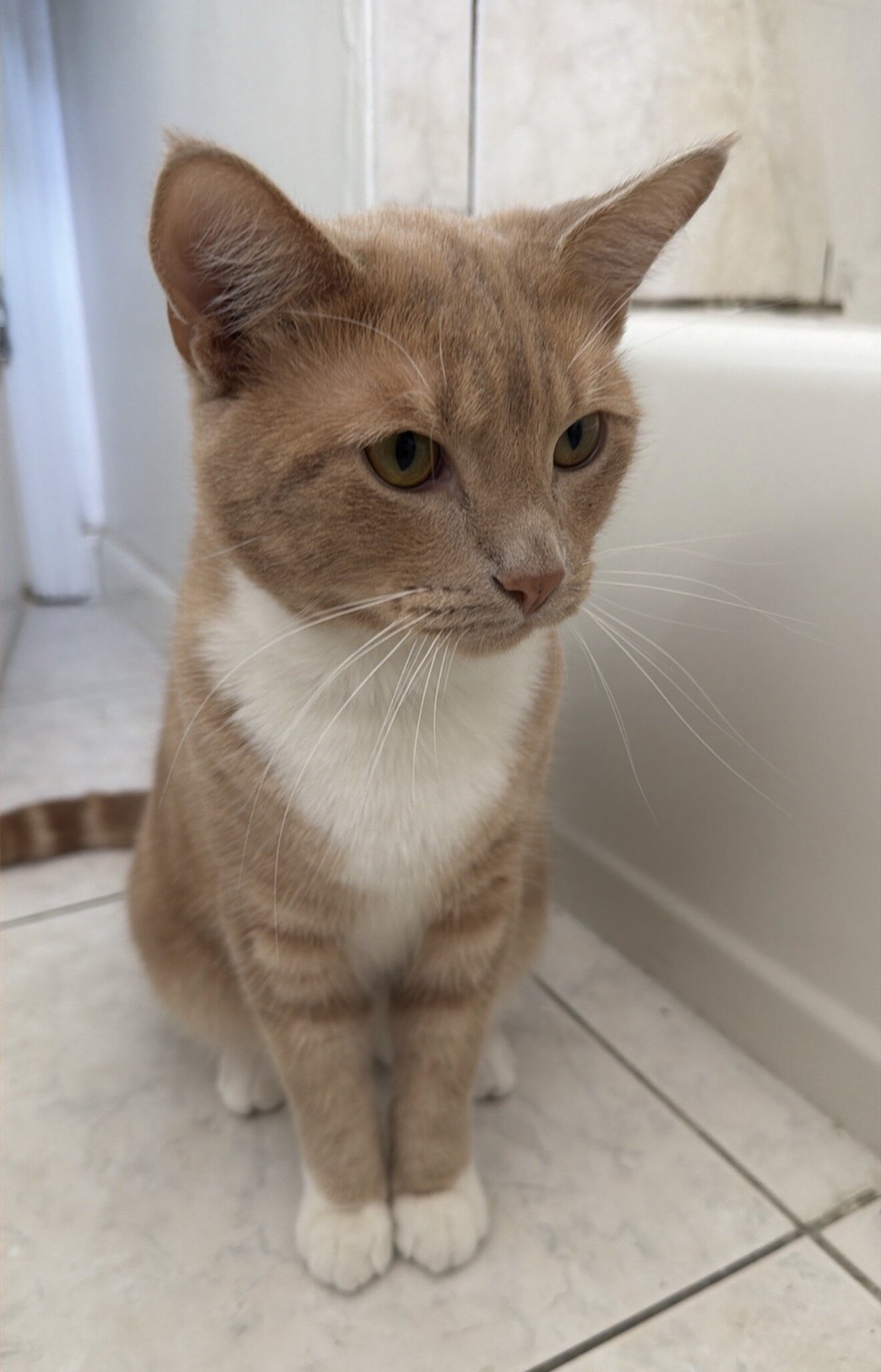 One and a half year old Boy Cat image 3