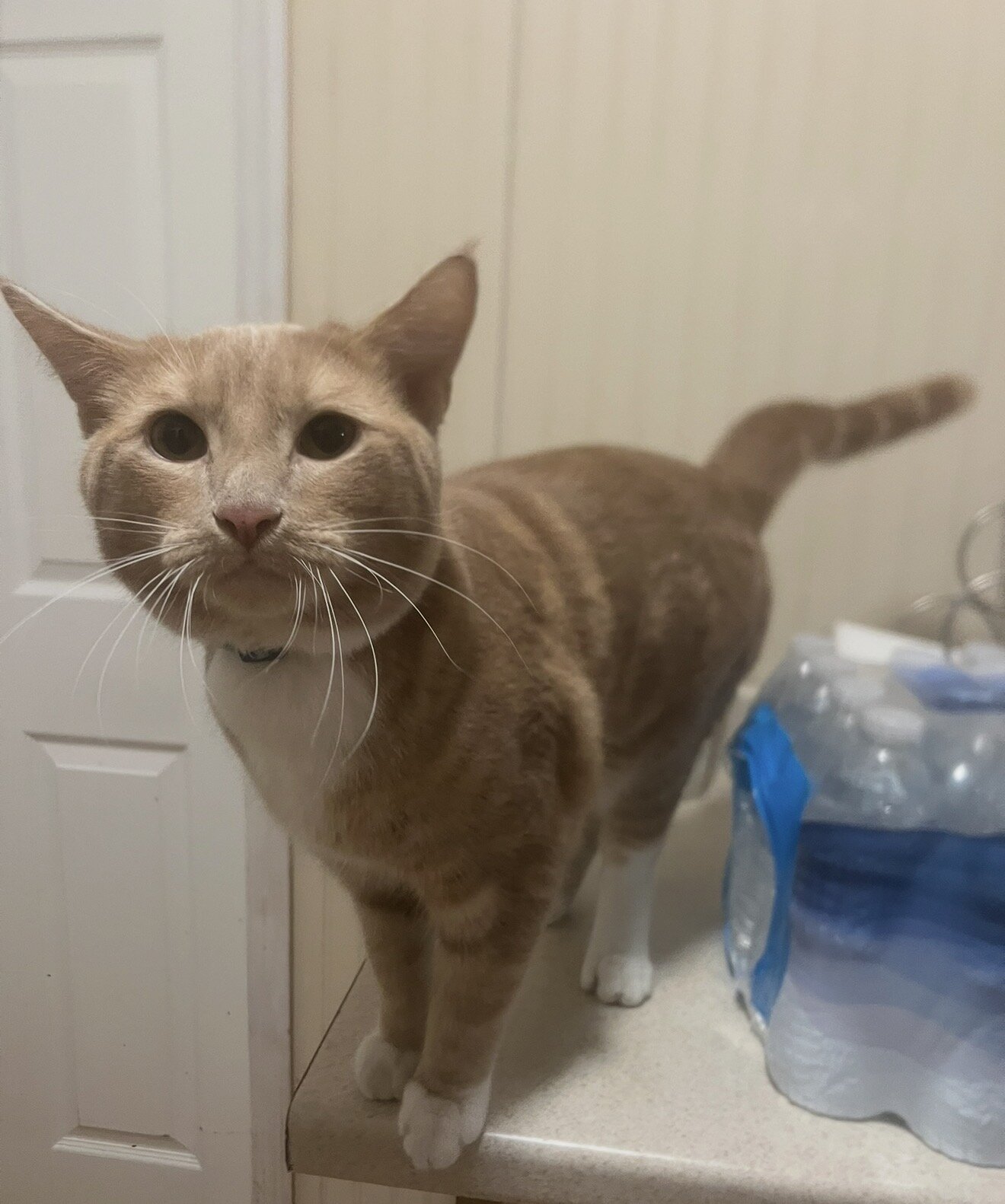 One and a half year old Boy Cat image 4