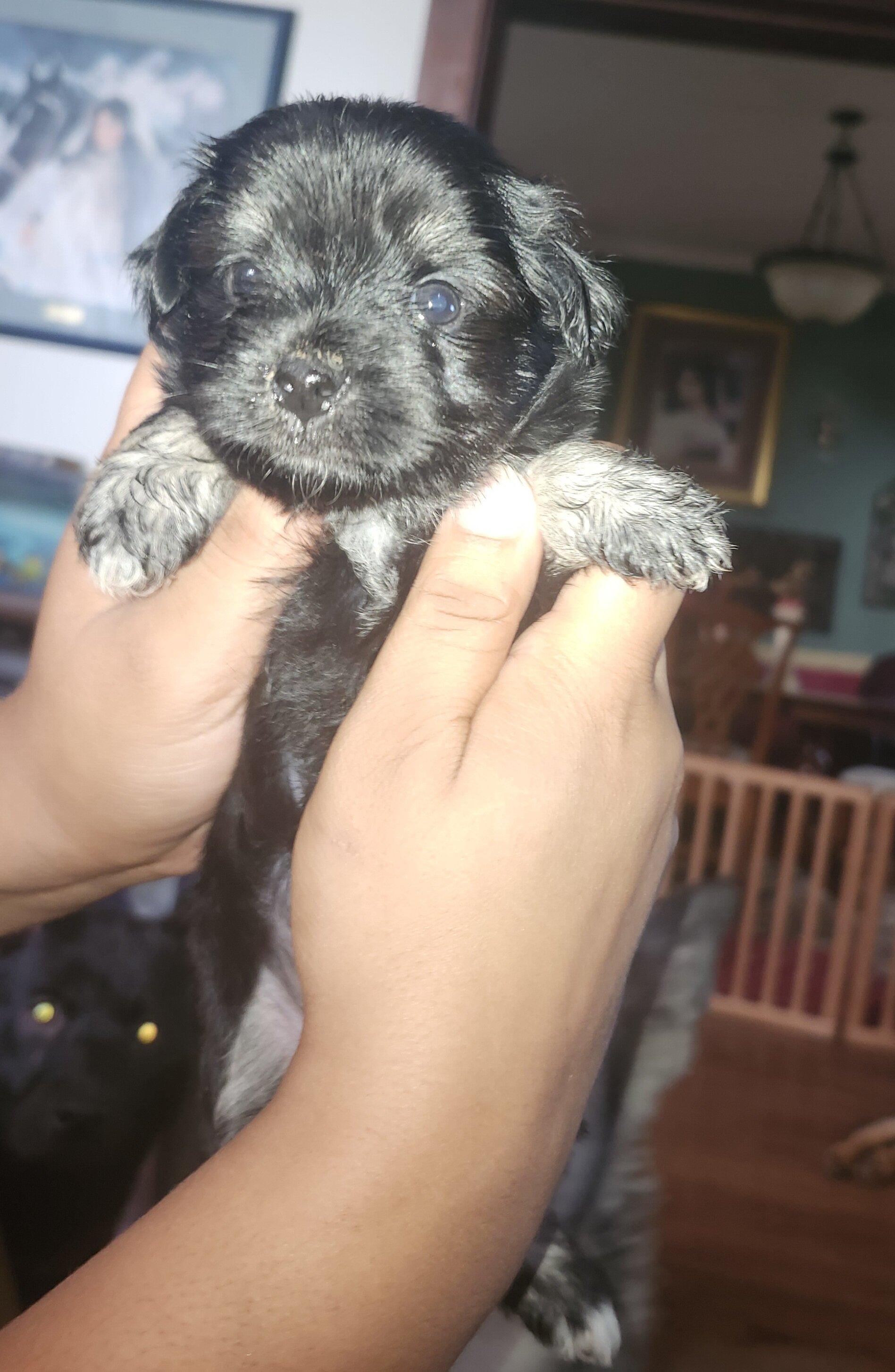 Yorkie/ Chihuahua puppies image 1
