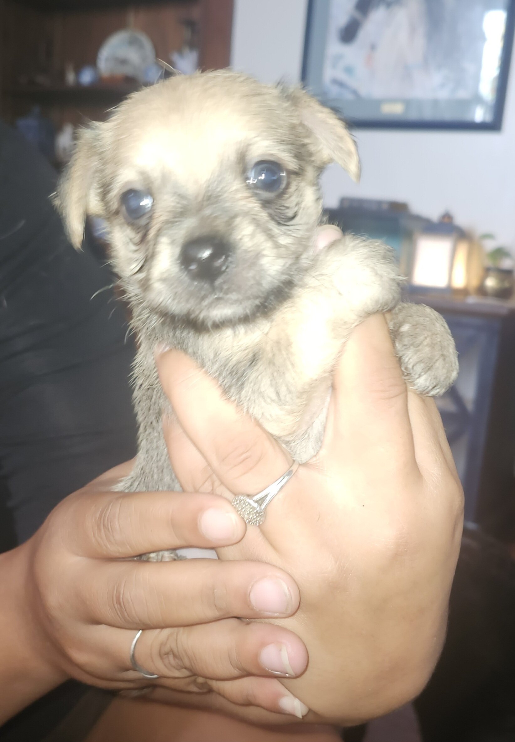 Yorkie/ Chihuahua puppies image 2