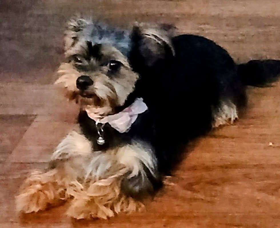 Yorkie/ Chihuahua puppies image 4