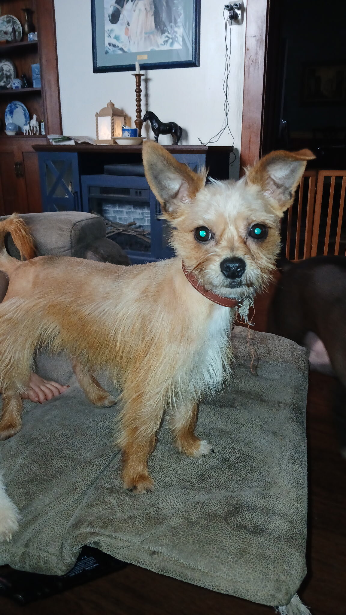 Yorkie/ Chihuahua puppies image 3
