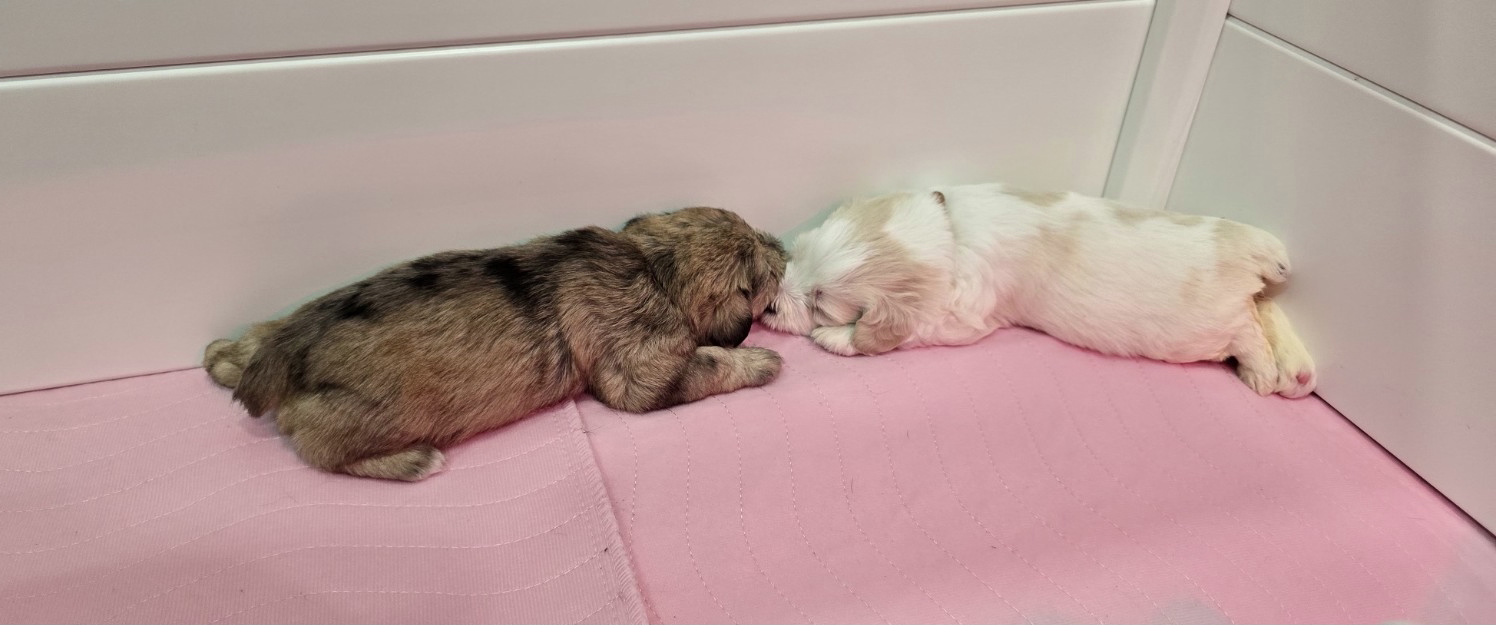 Miniature Schnauzer Puppies –Embark Tested Parents image 3