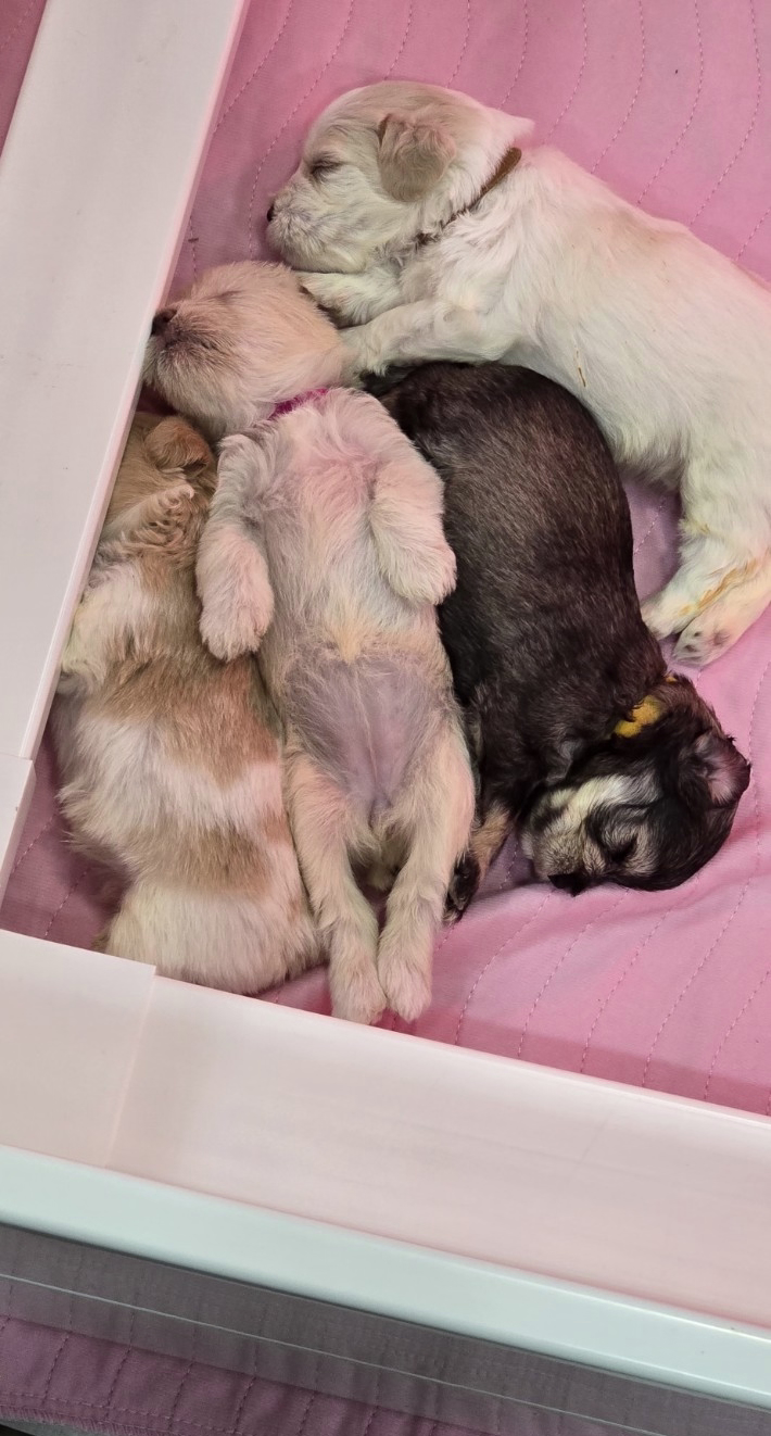 Miniature Schnauzer Puppies –Embark Tested Parents image 4