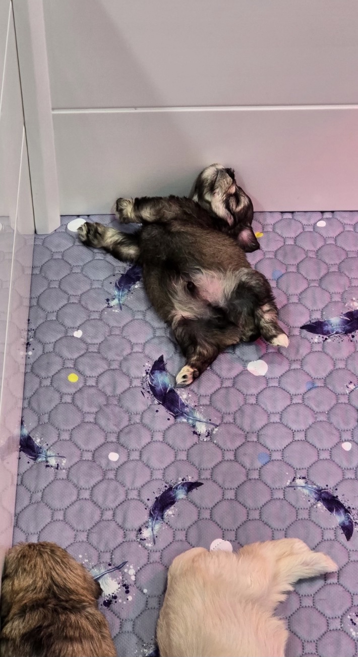 Miniature Schnauzer Puppies –Embark Tested Parents image 9