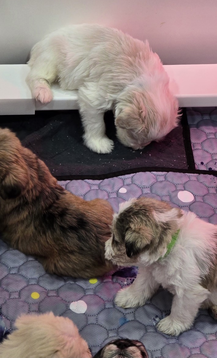 Miniature Schnauzer Puppies –Embark Tested Parents image 8