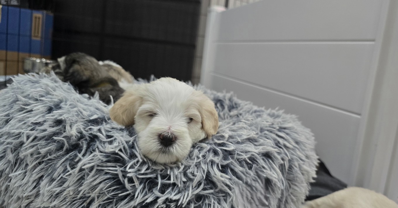 Miniature Schnauzer Puppies –Embark Tested Parents image 5