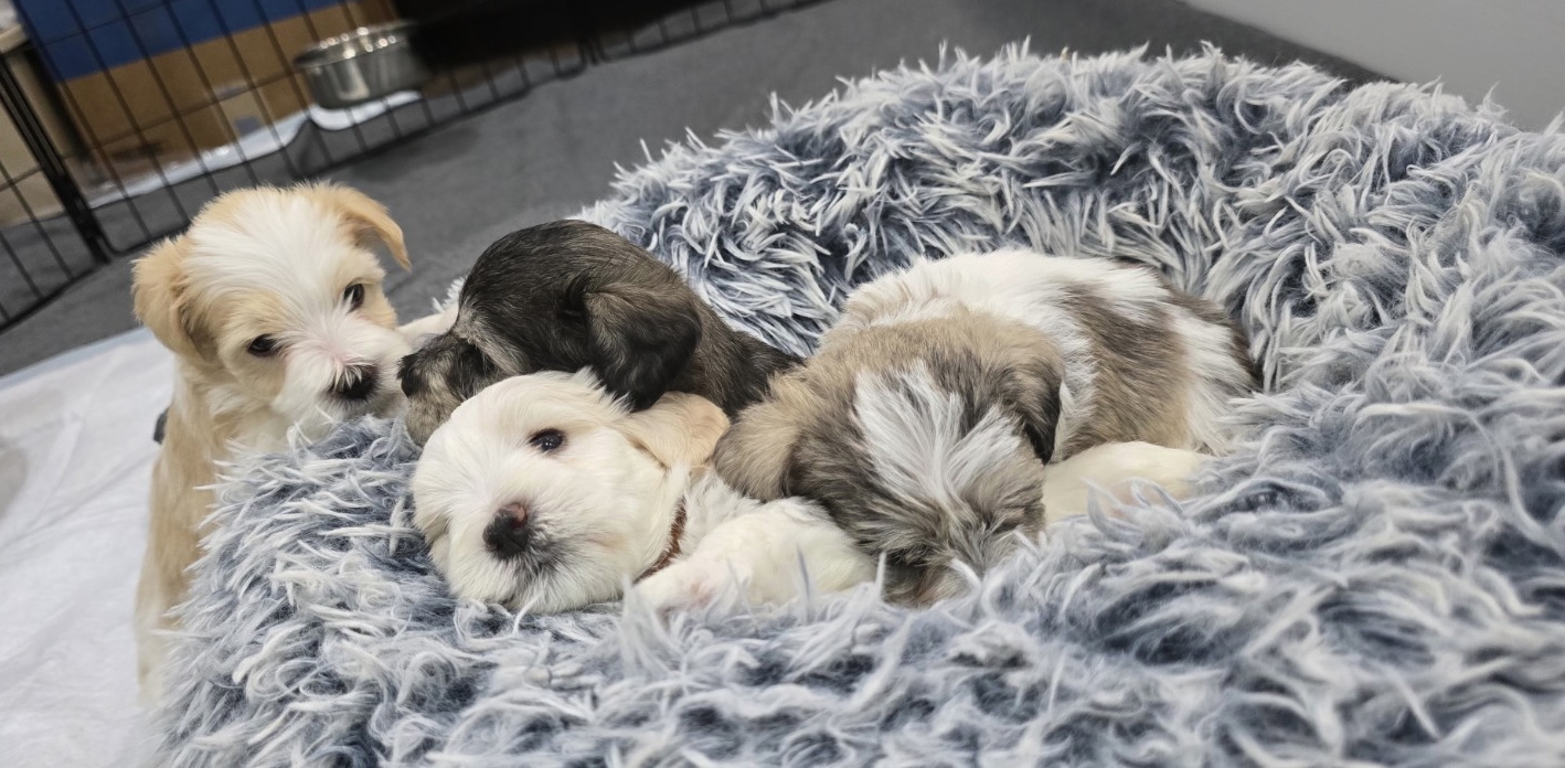 Miniature Schnauzer Puppies –Embark Tested Parents image 6