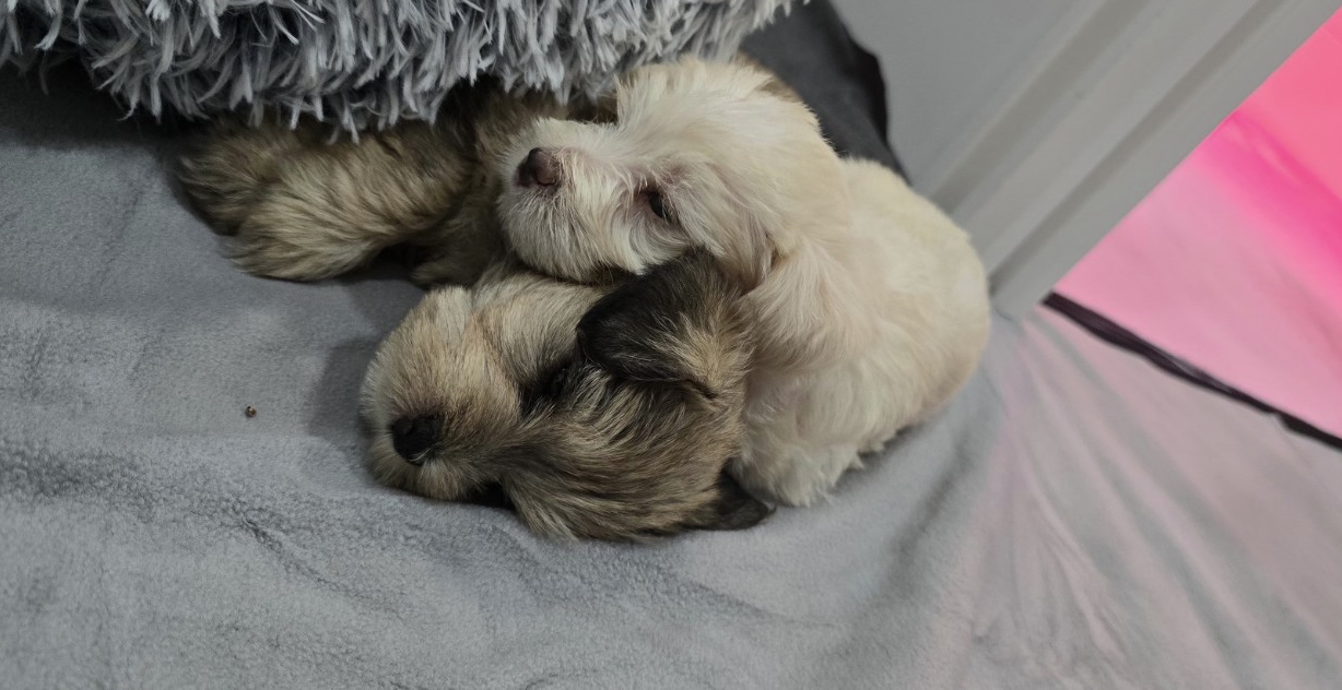 Miniature Schnauzer Puppies –Embark Tested Parents image 7