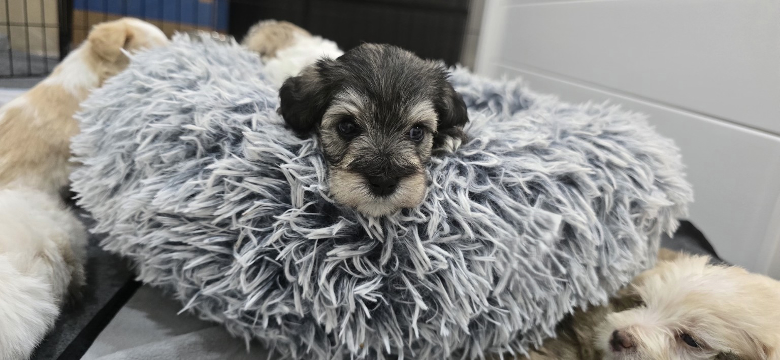 Miniature Schnauzer Puppies –Embark Tested Parents image 2