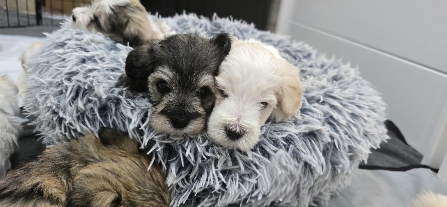 Miniature Schnauzer Puppies –Embark Tested Parents image 10