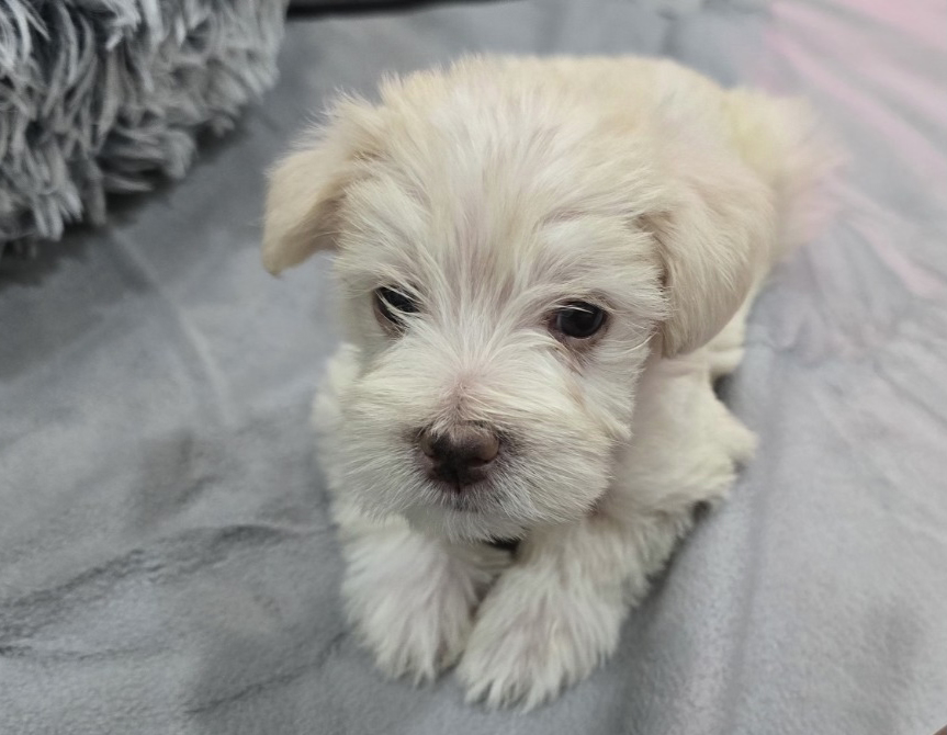 Miniature Schnauzer Puppies –Embark Tested Parents image 1