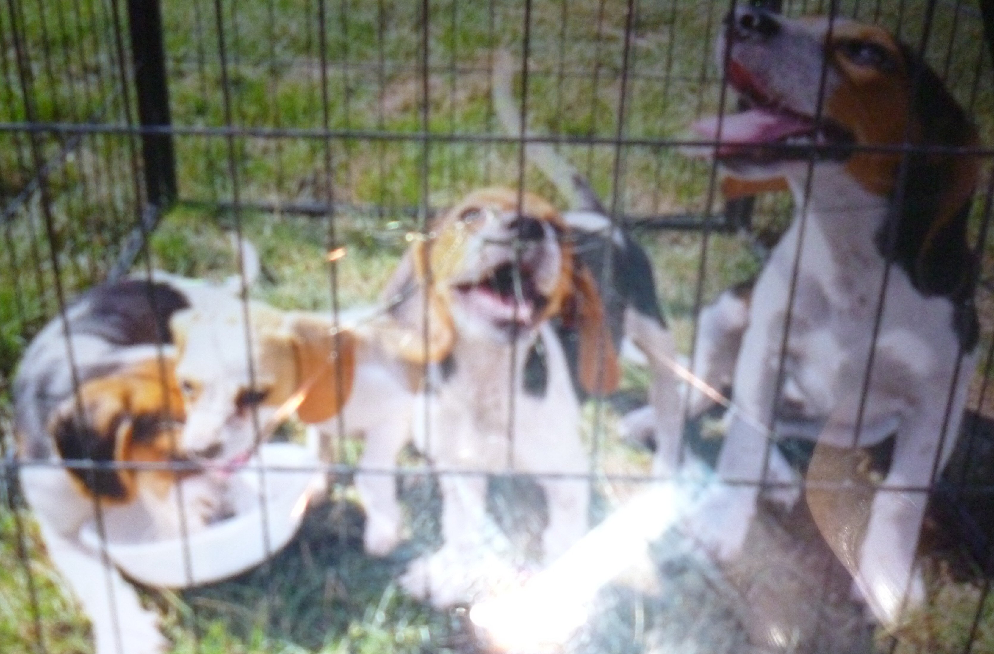 beagle pups bay city mi area pure 250.00 image 1