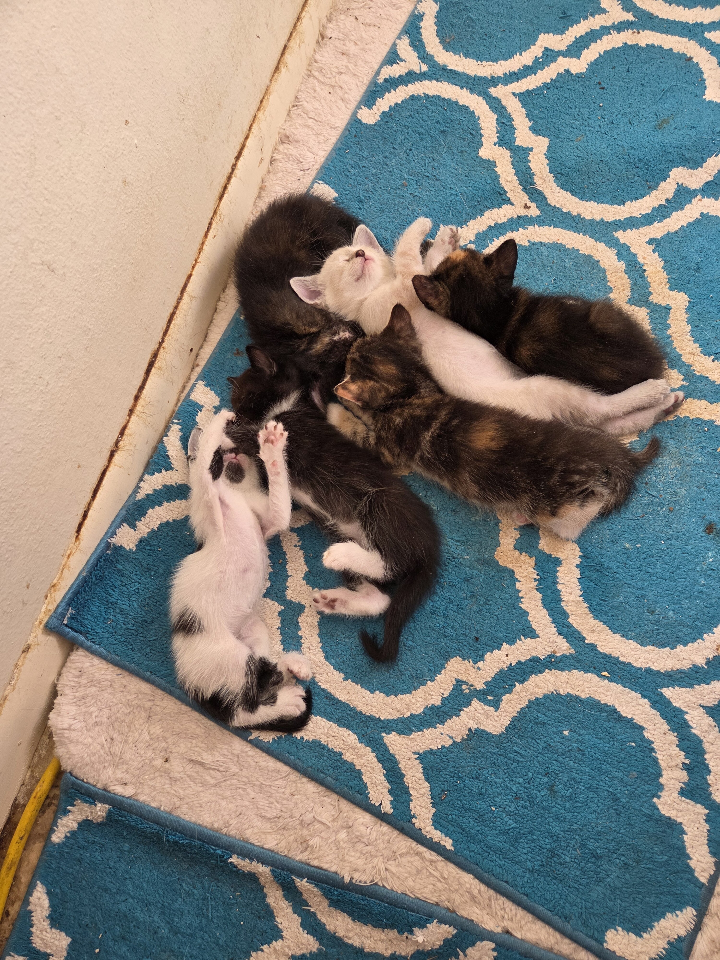 Rehoming 6 kittens and 2 mothers image 1