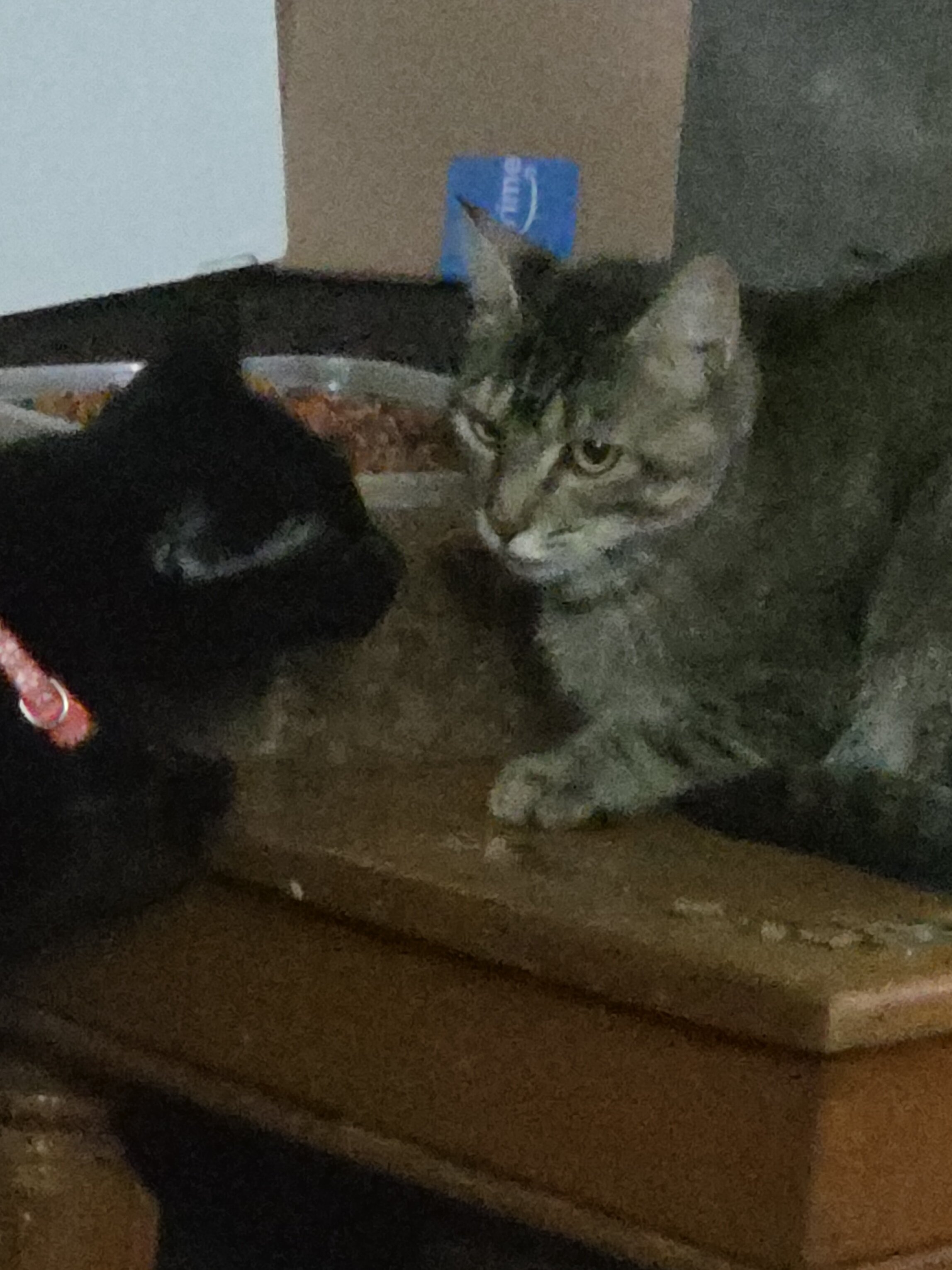 Rehoming 6 kittens and 2 mothers image 3