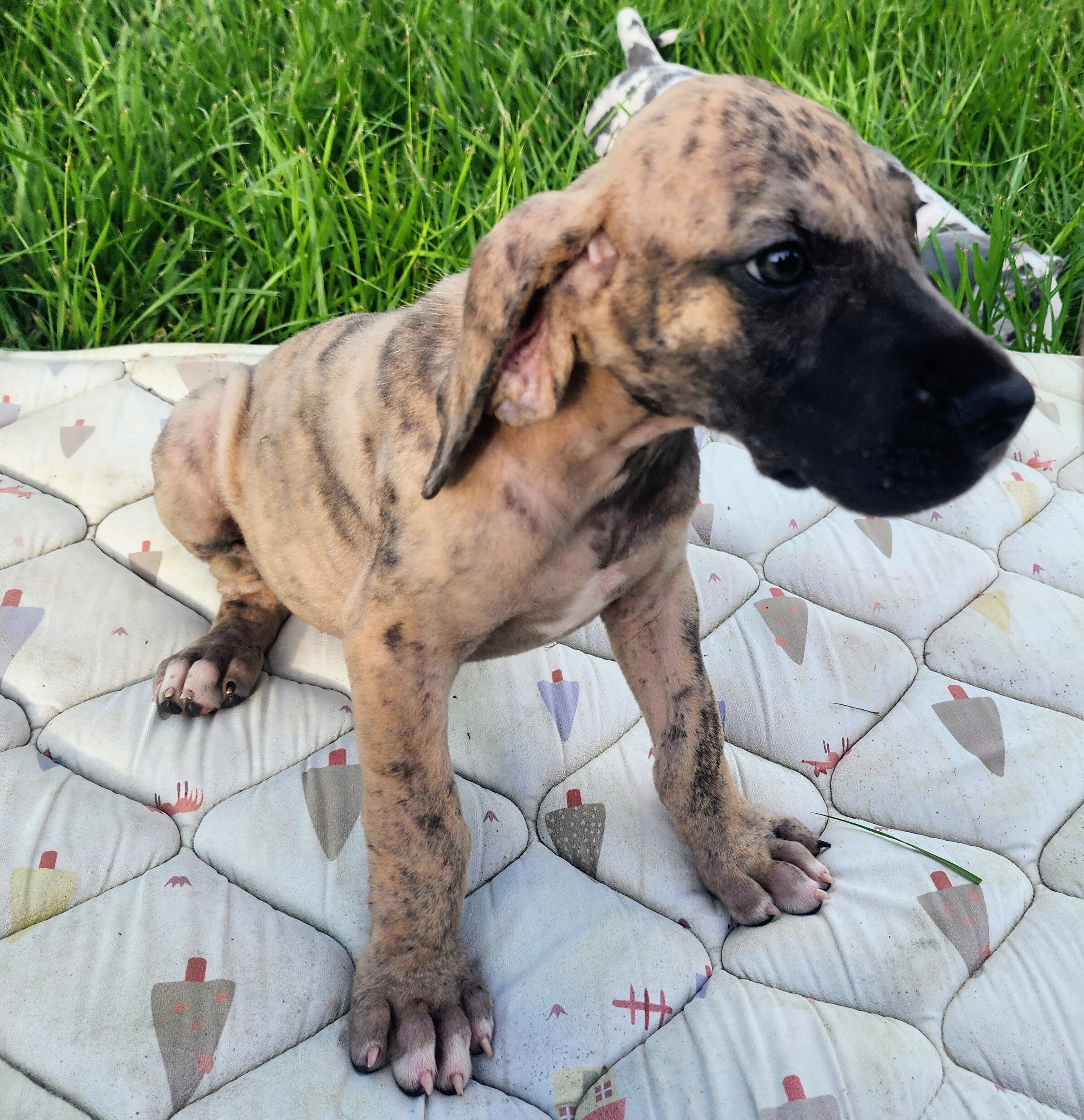 Great Dane Brindle Merle Male image 4