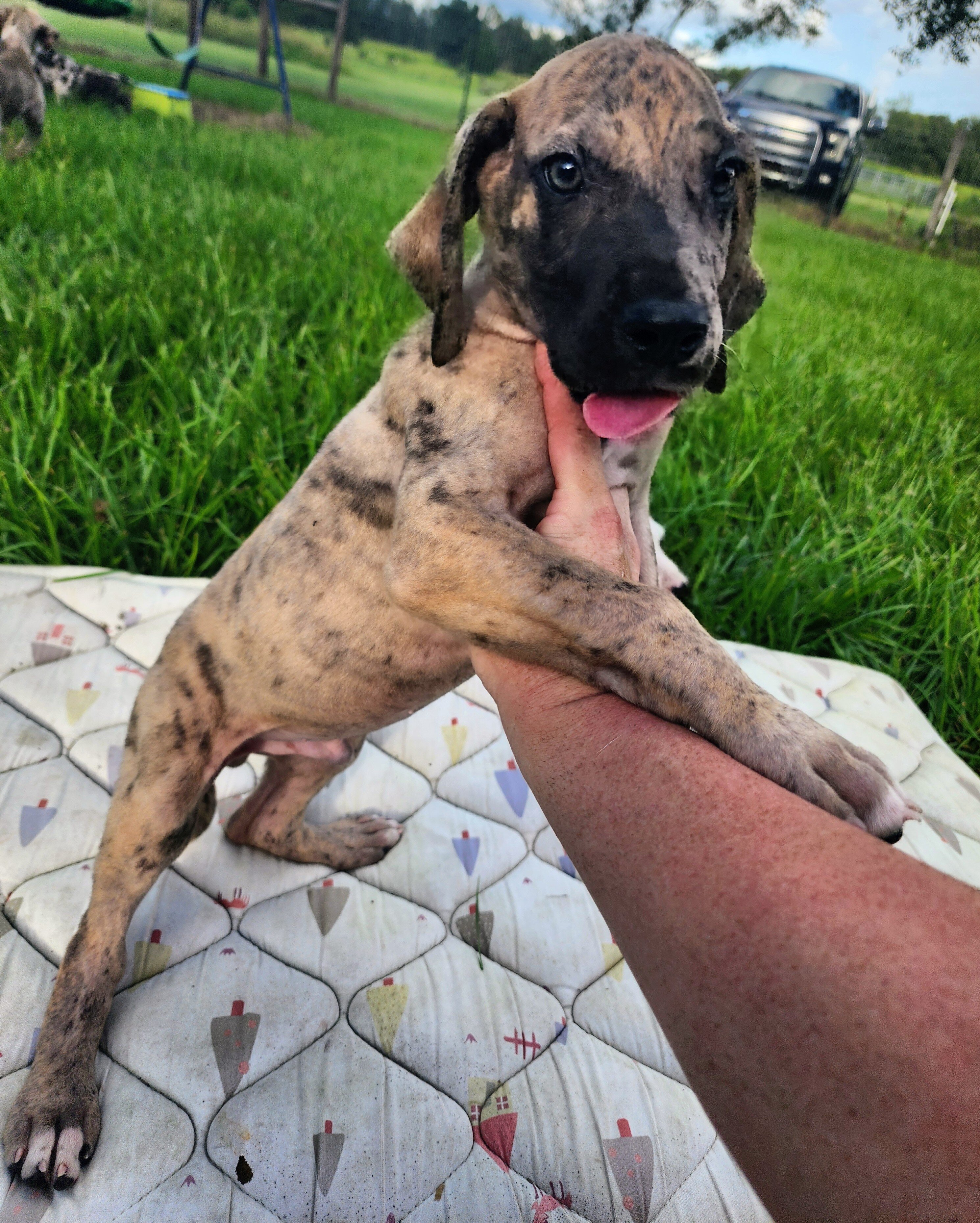 Great Dane Brindle Merle Male image 5
