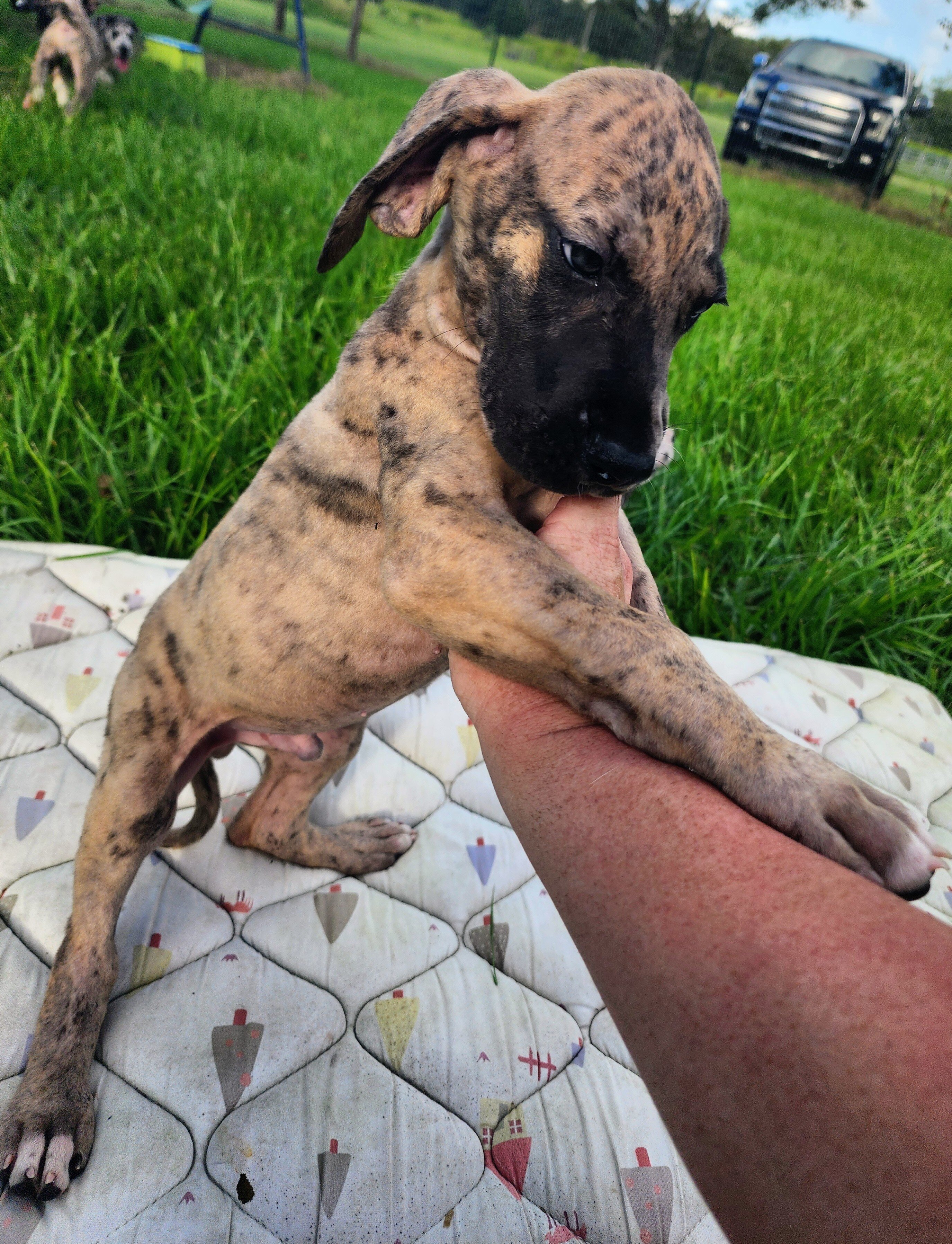 Great Dane Brindle Merle Male image 6