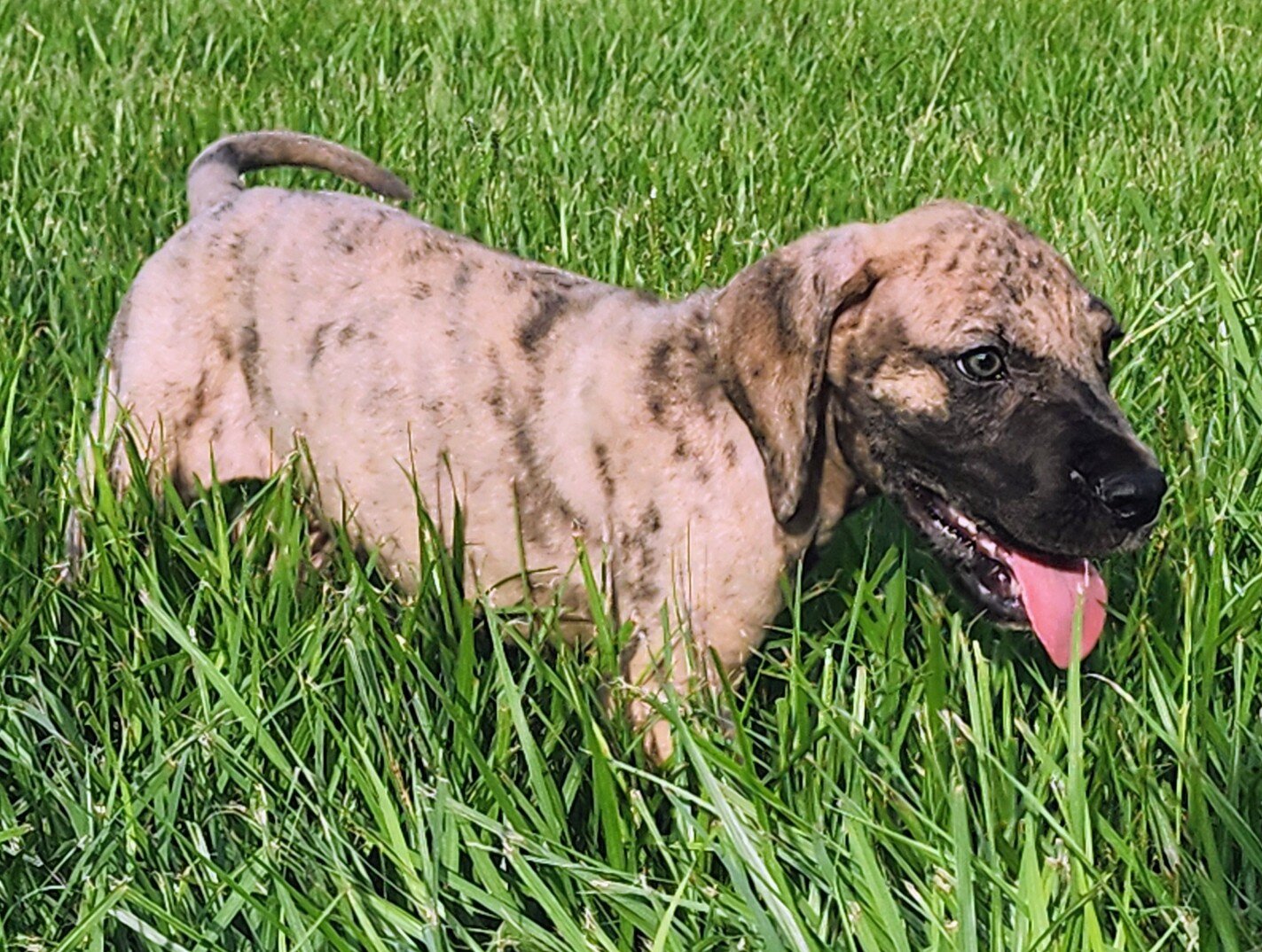 Great Dane Brindle Merle Male image 1