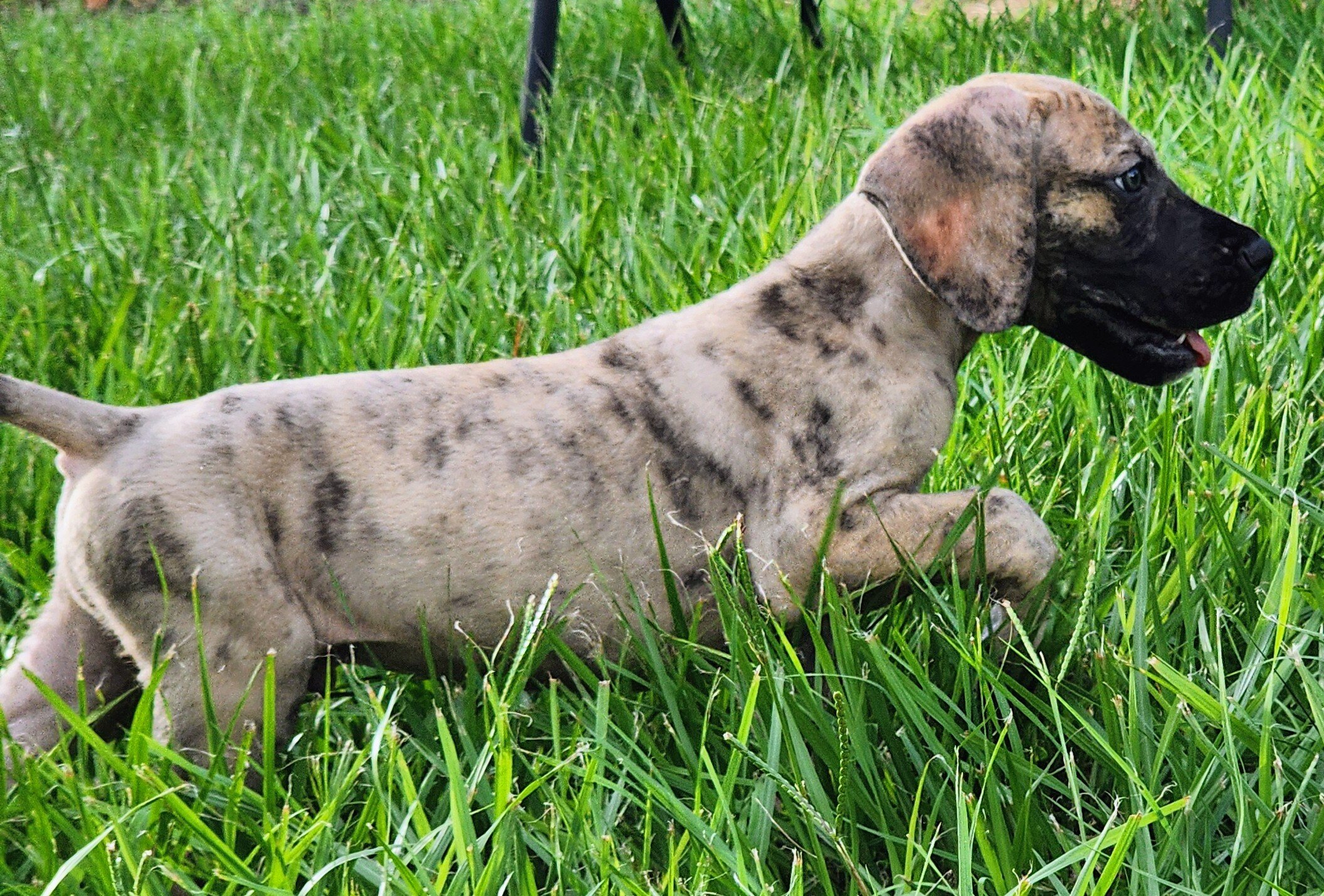 Great Dane Brindle Merle Male image 2