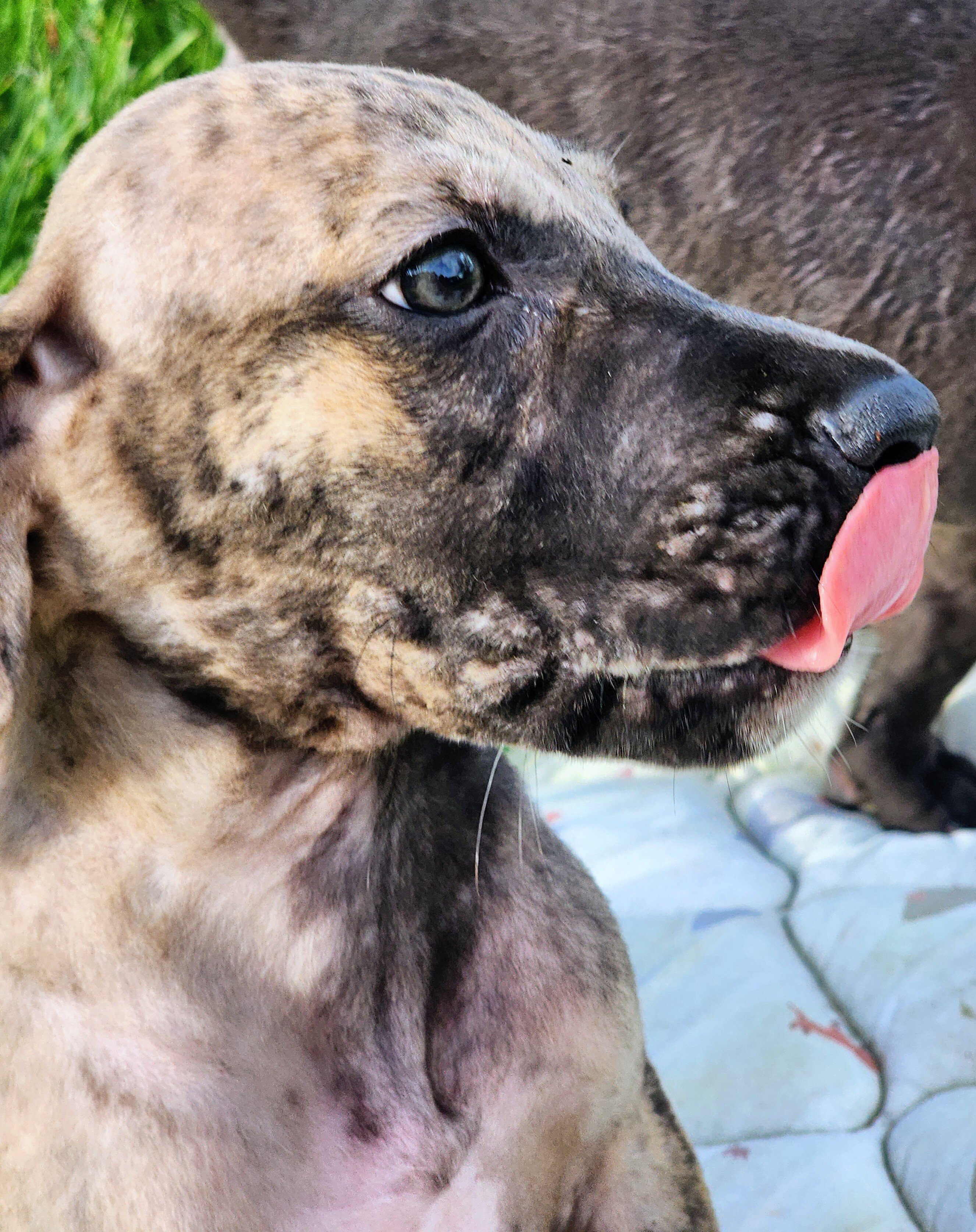 Great Dane Brindle Merle Male image 3