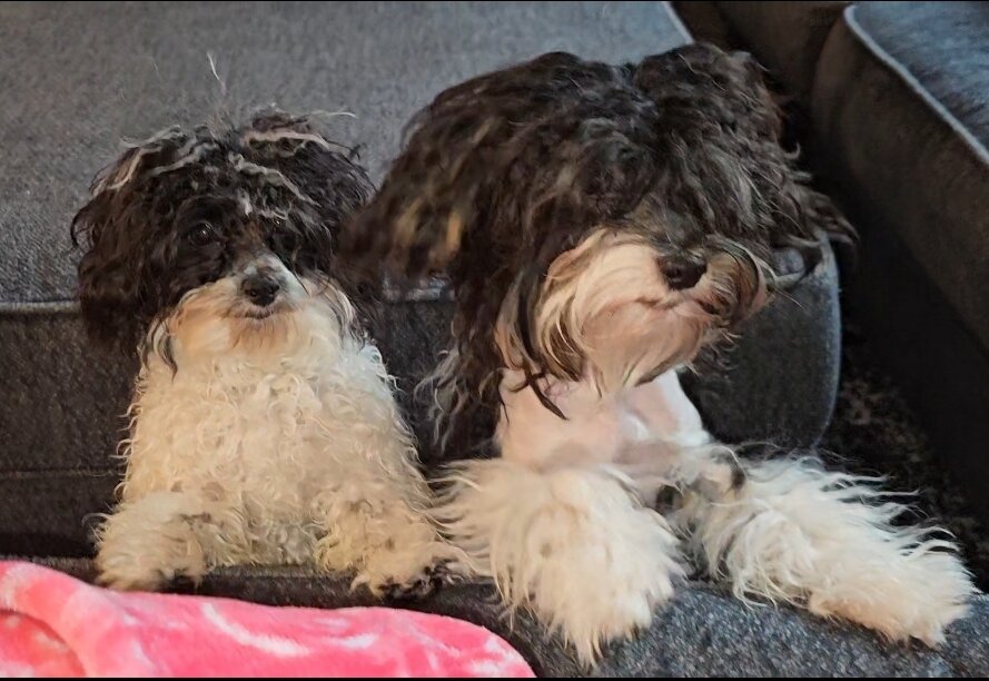Three puppies for adoption Poodles and Yorkshire T image 3