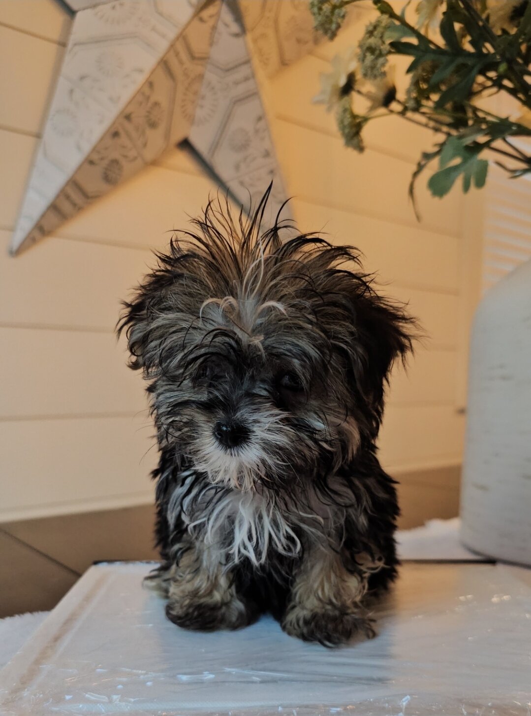 Three puppies for adoption Poodles and Yorkshire T image 1