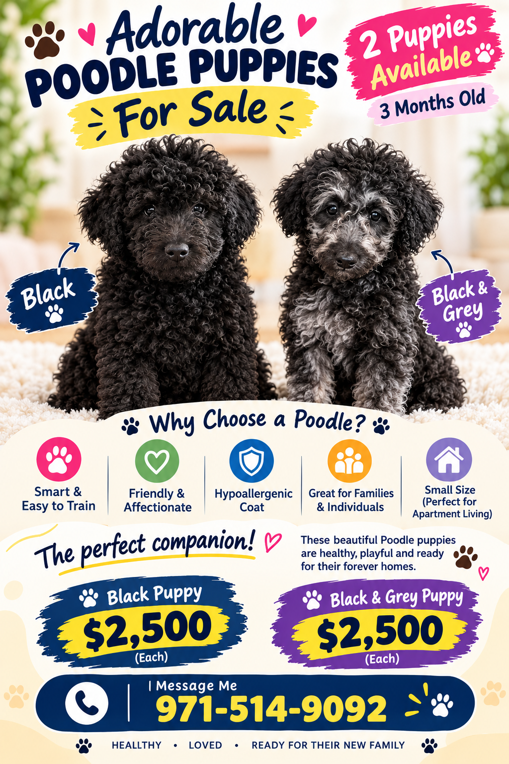 Goldendoodle image 1