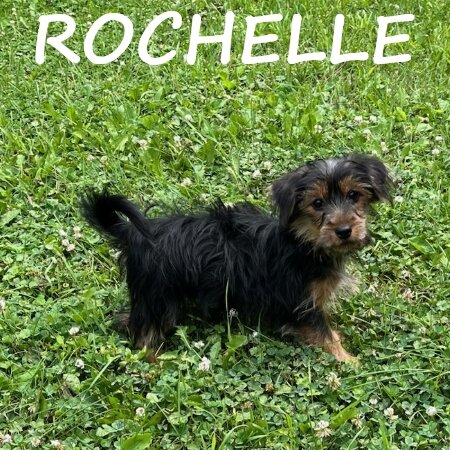 Rochelle Female Yorkie Poo Puppy image 3
