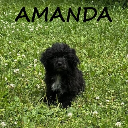 Amanda Female Teddy Bear Puppy image 1