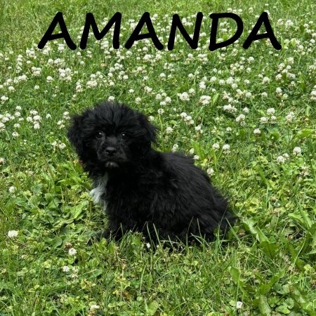Amanda Female Teddy Bear Puppy image 2