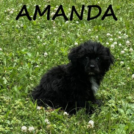 Amanda Female Teddy Bear Puppy image 3