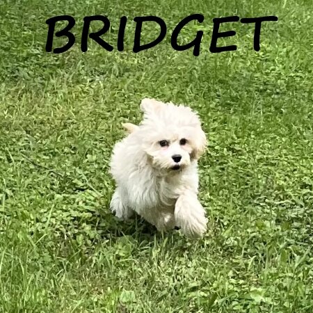 Bridget Female Cockapoo Puppy image 2