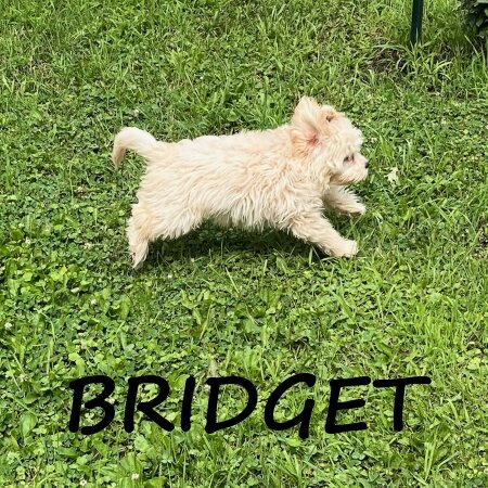 Bridget Female Cockapoo Puppy image 3