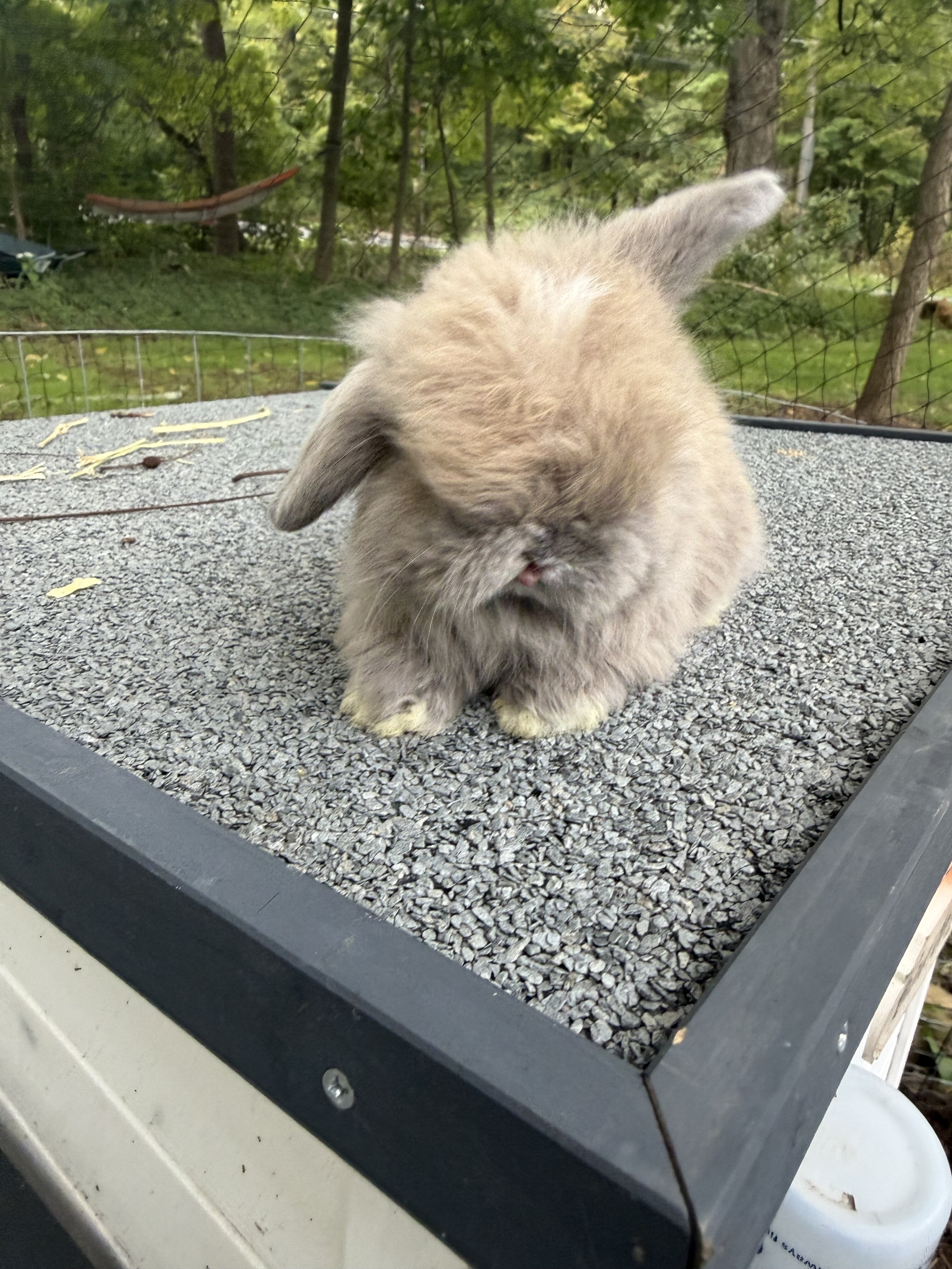 Holland lop baby bunnies image 6