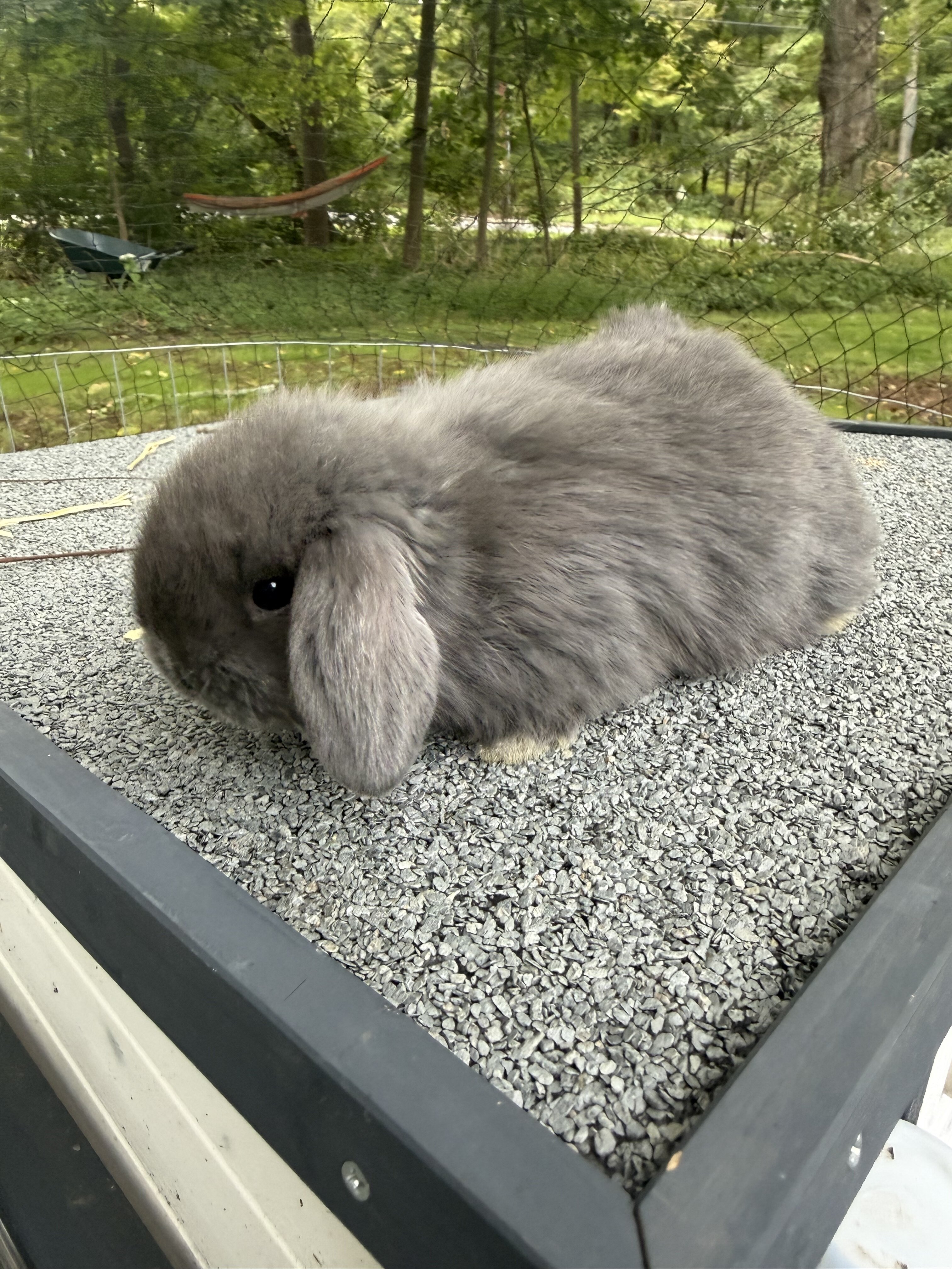 Holland lop baby bunnies image 4