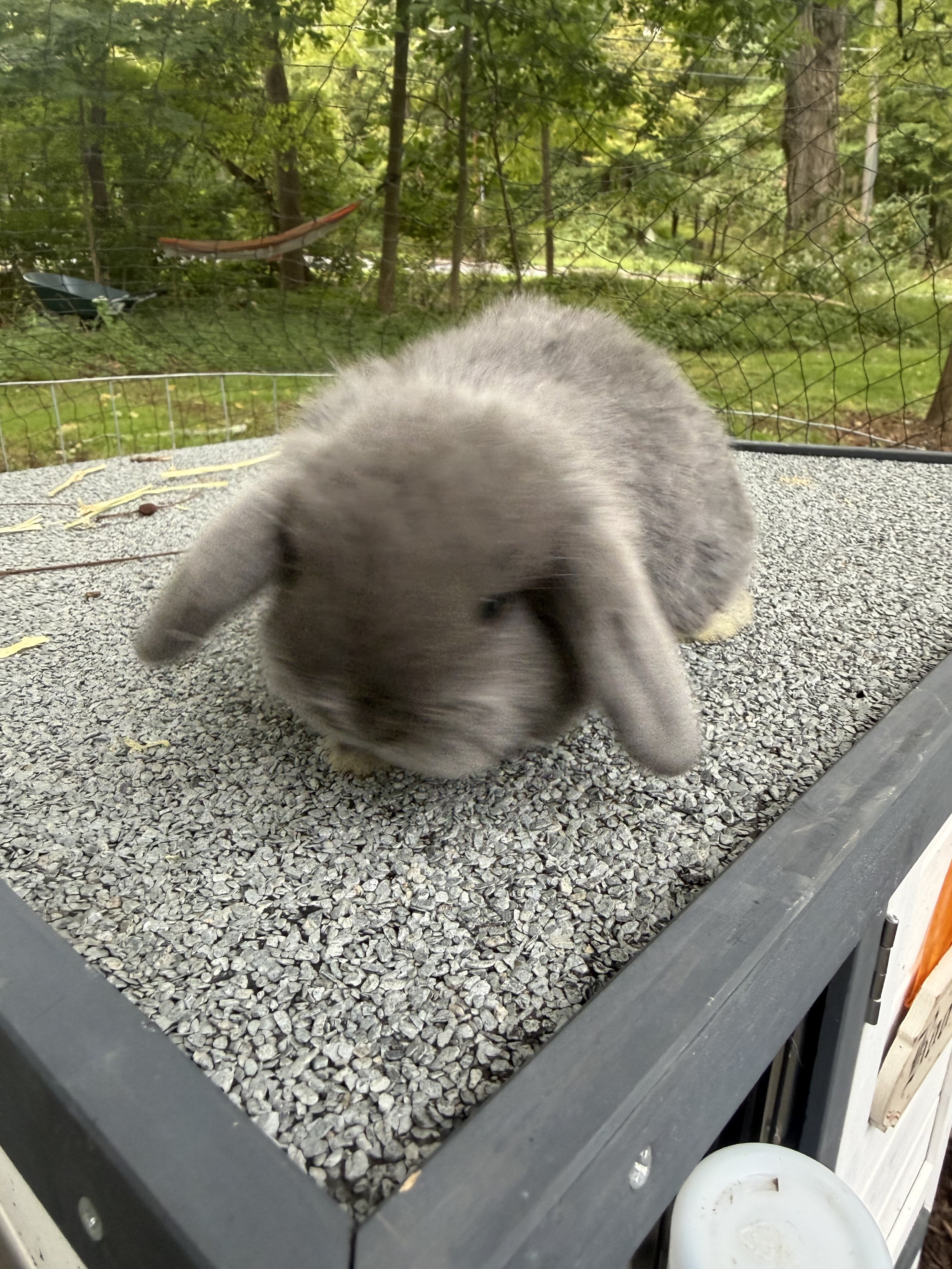 Holland lop baby bunnies image 5