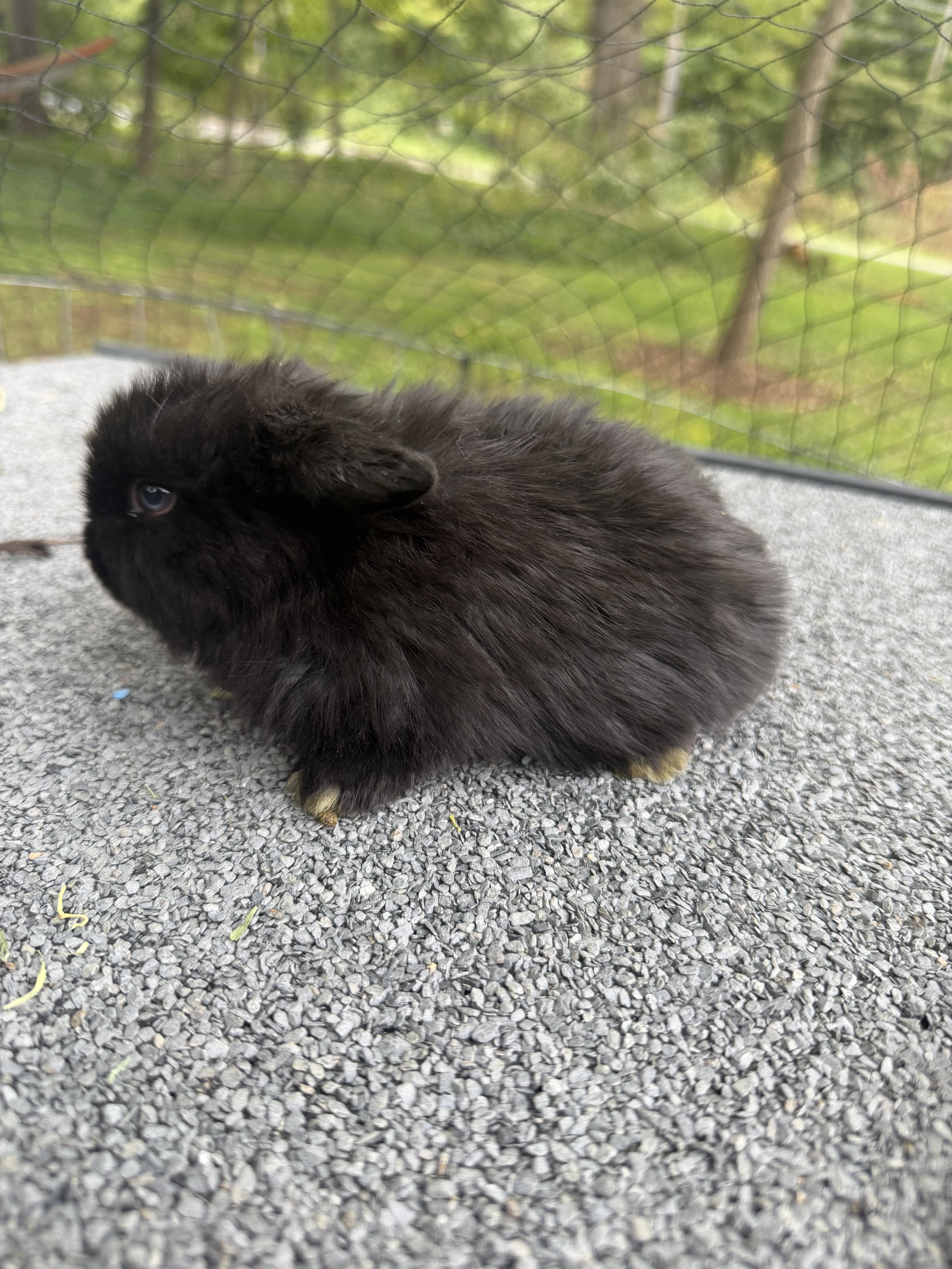 Holland lop baby bunnies image 2