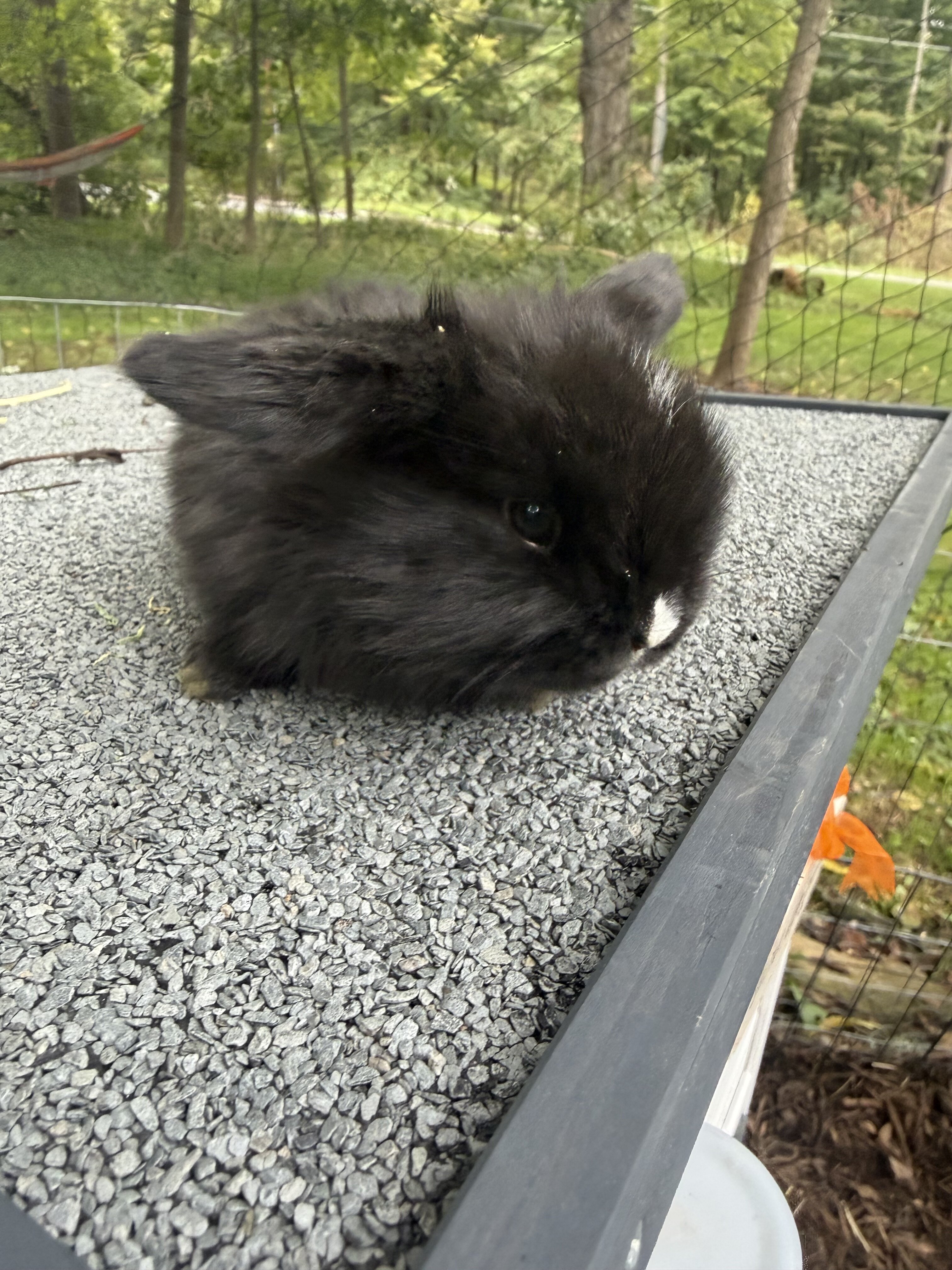 Holland lop baby bunnies image 3
