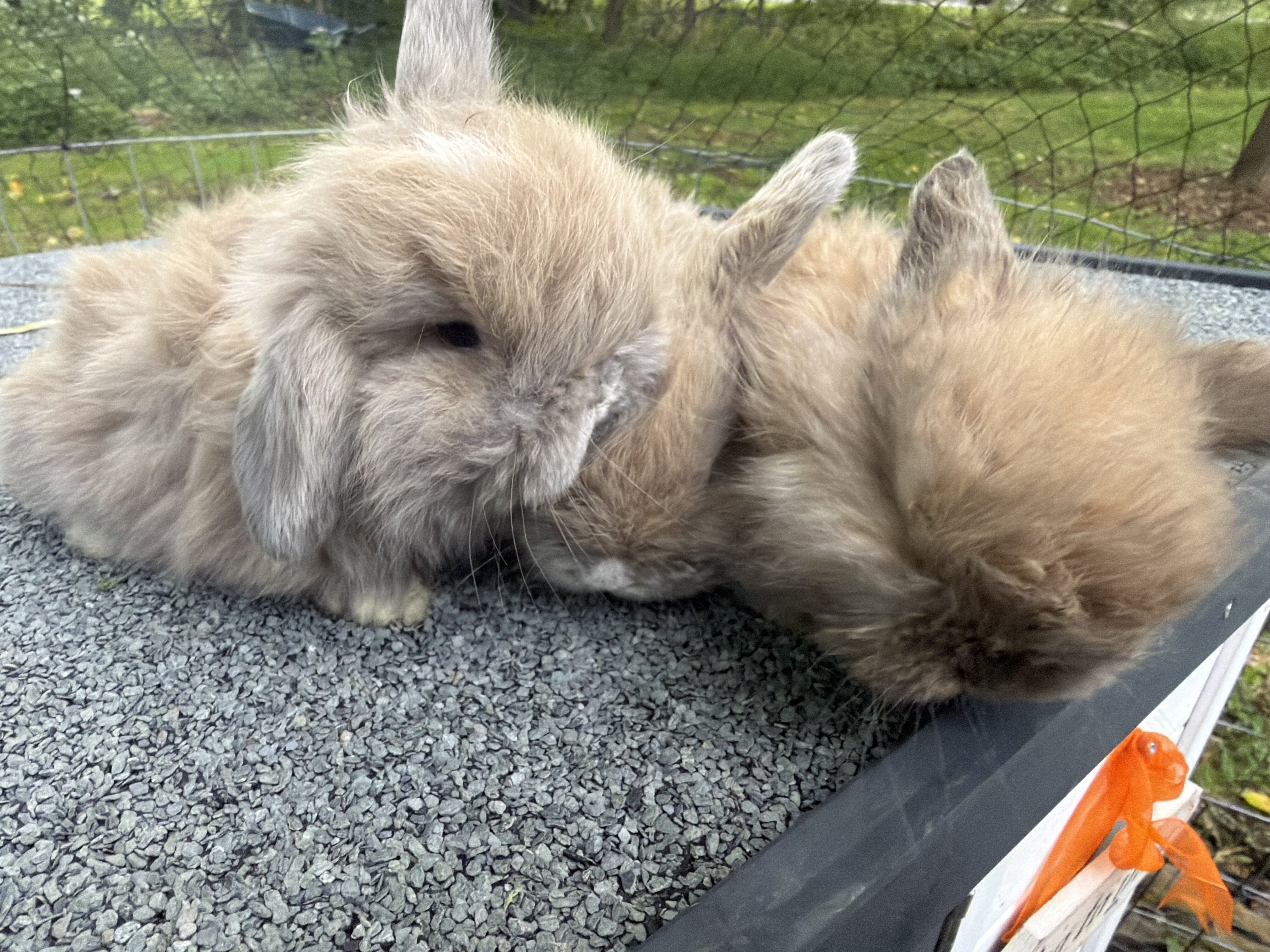 Holland lop baby bunnies image 1