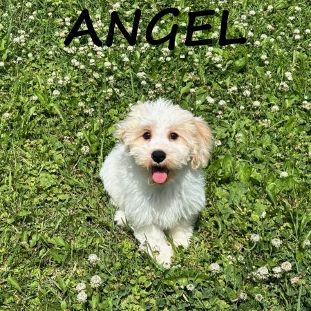 Angel Female Cockapoo Puppy image 1