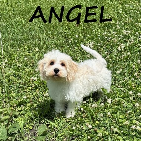 Angel Female Cockapoo Puppy image 2
