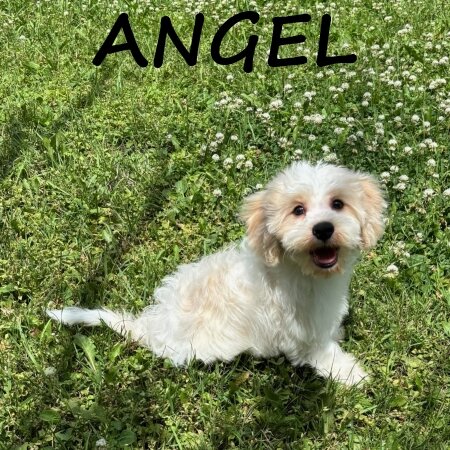 Angel Female Cockapoo Puppy image 3