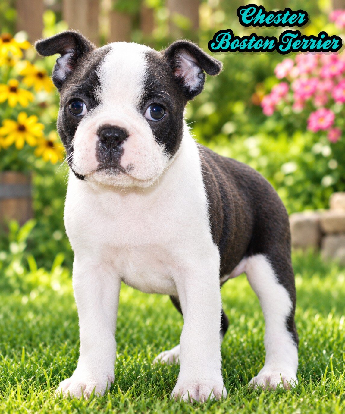 Chester Male Boston Terrier image 1