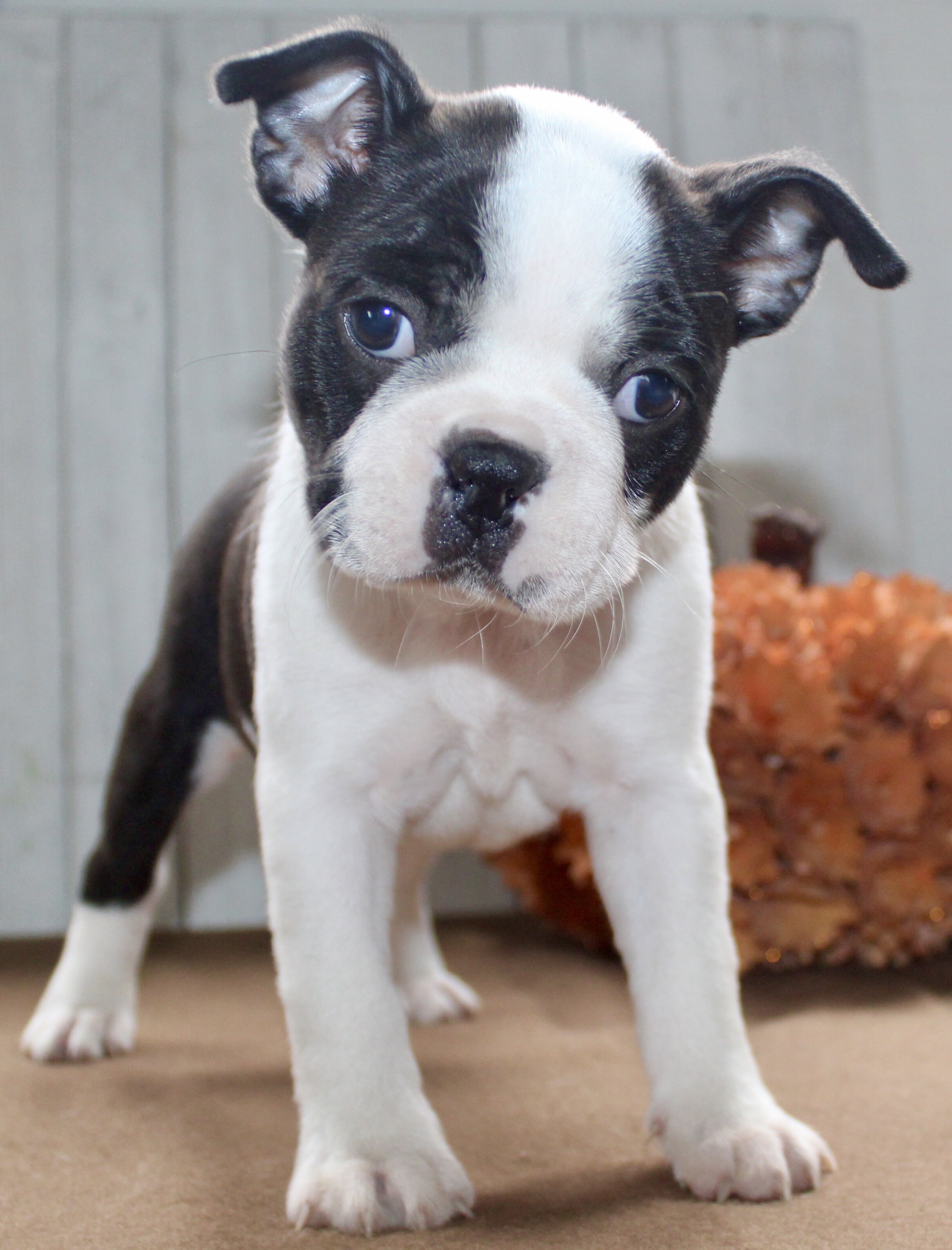 Chester Male Boston Terrier image 6
