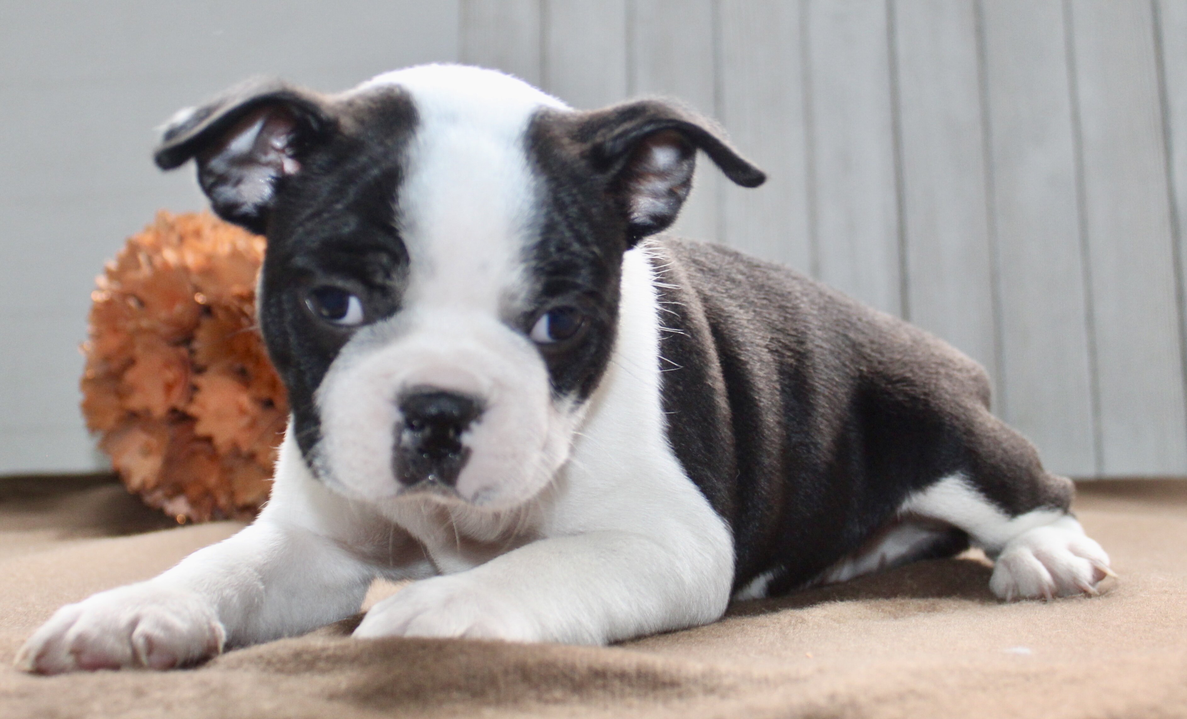 Chester Male Boston Terrier image 7