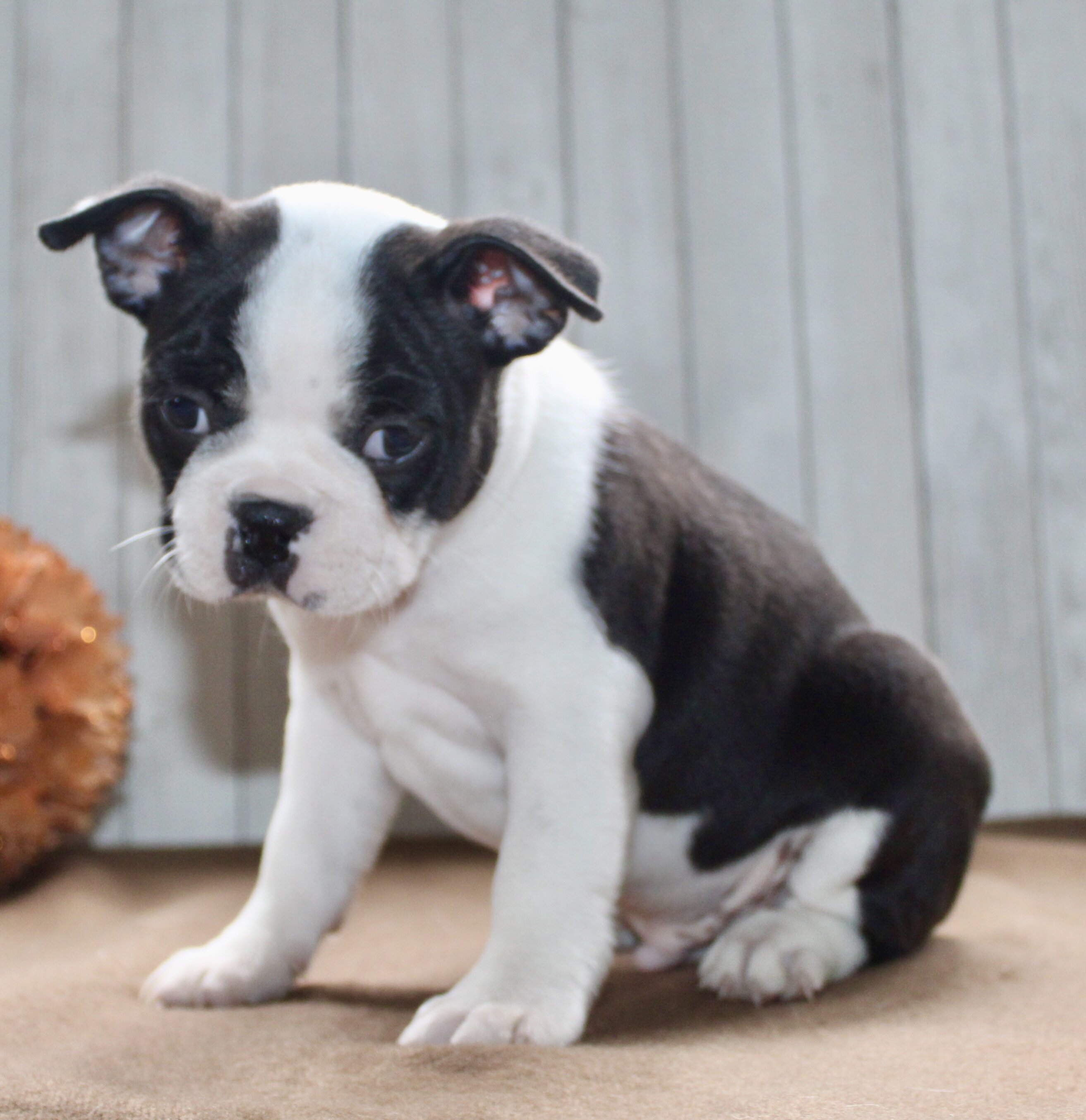 Chester Male Boston Terrier image 4