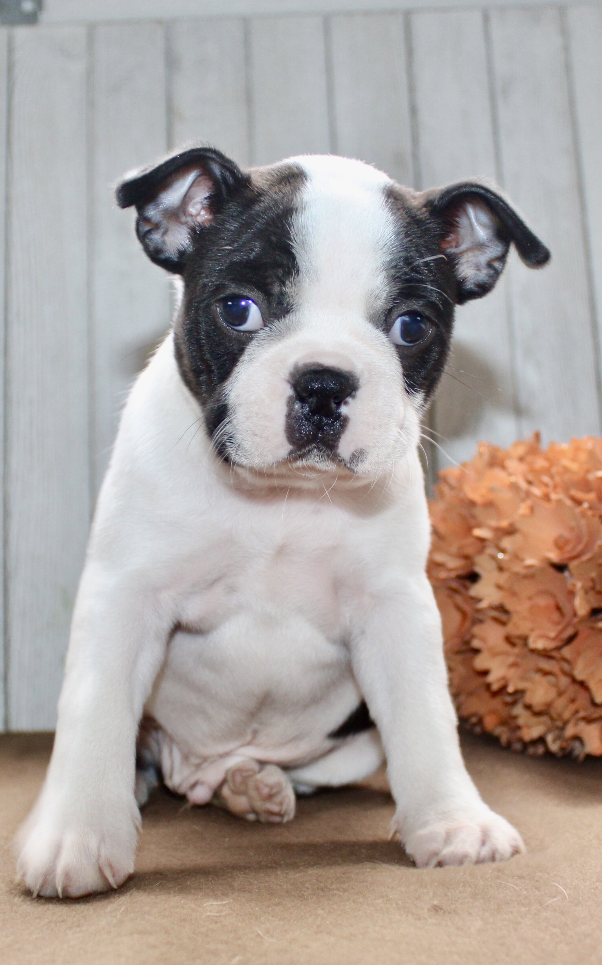 Chester Male Boston Terrier image 5