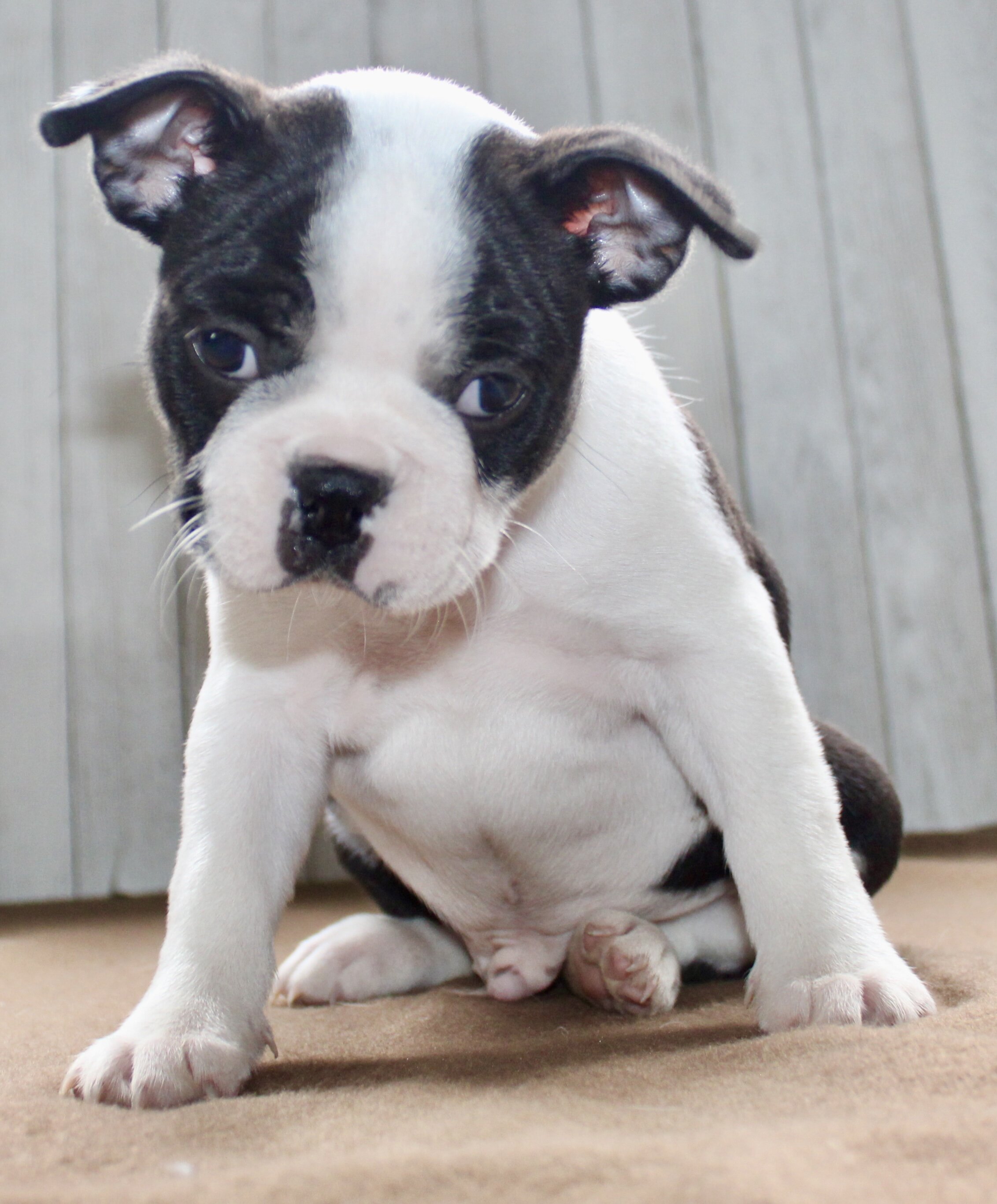 Chester Male Boston Terrier image 8